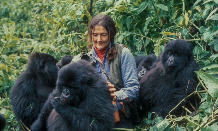 Mountain-Gorillas-that-Dian-Fossey-Observed