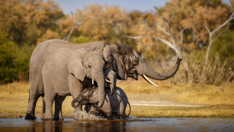african-elephants-together-nature (1)