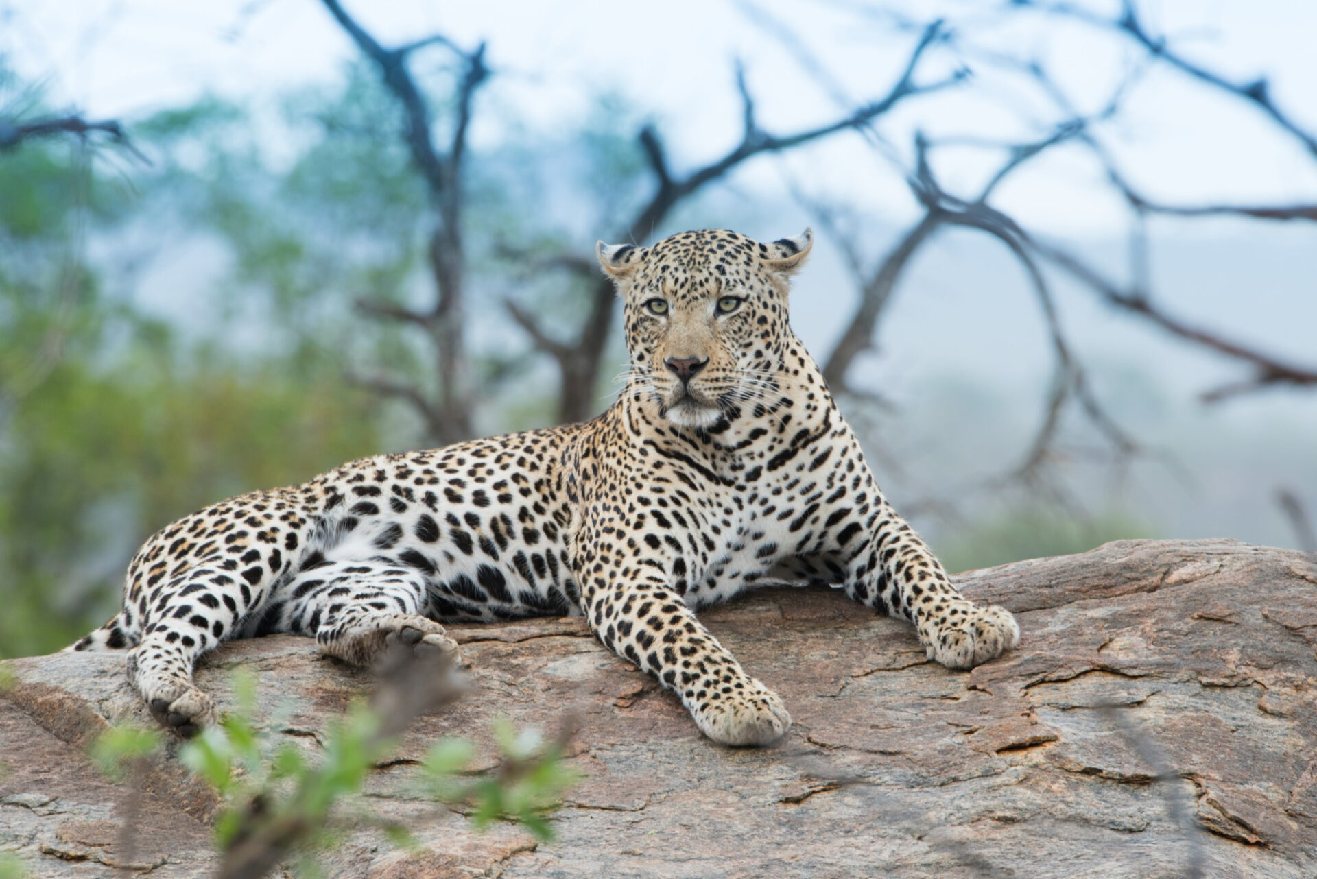 closeup-shot-fierce-looking-african-leopard-resting-rock