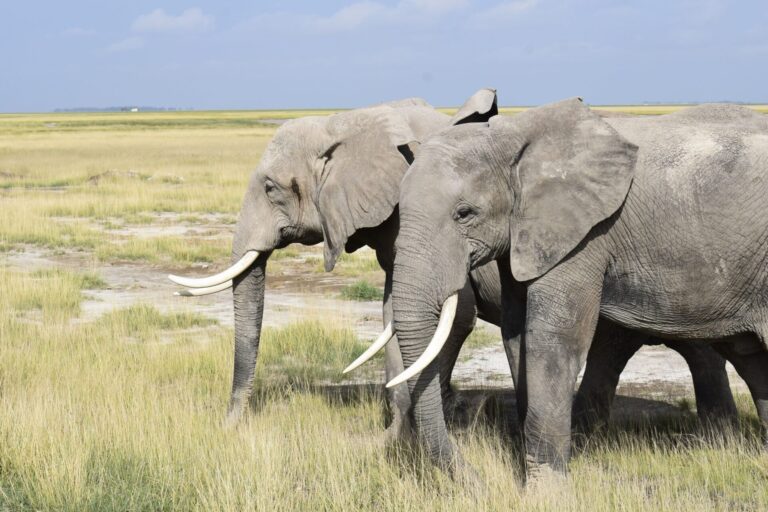 Elephants playing in Amboseli