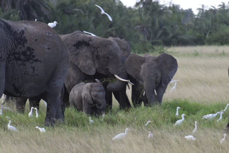 Elephants in Amboseli