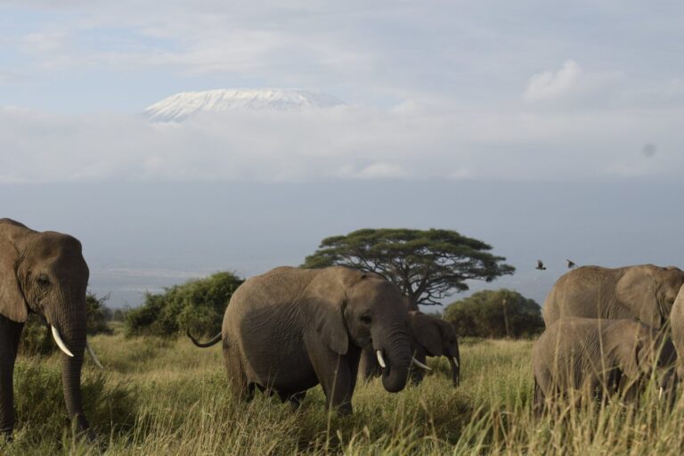 Elephants in Amboseli