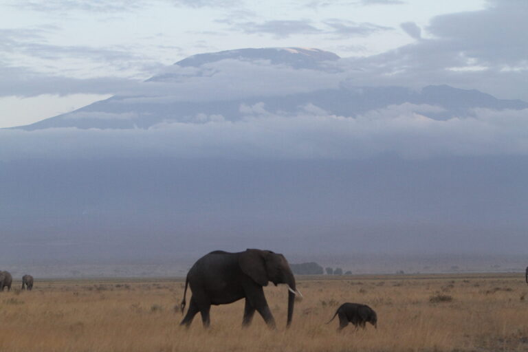 Amboseli elephant