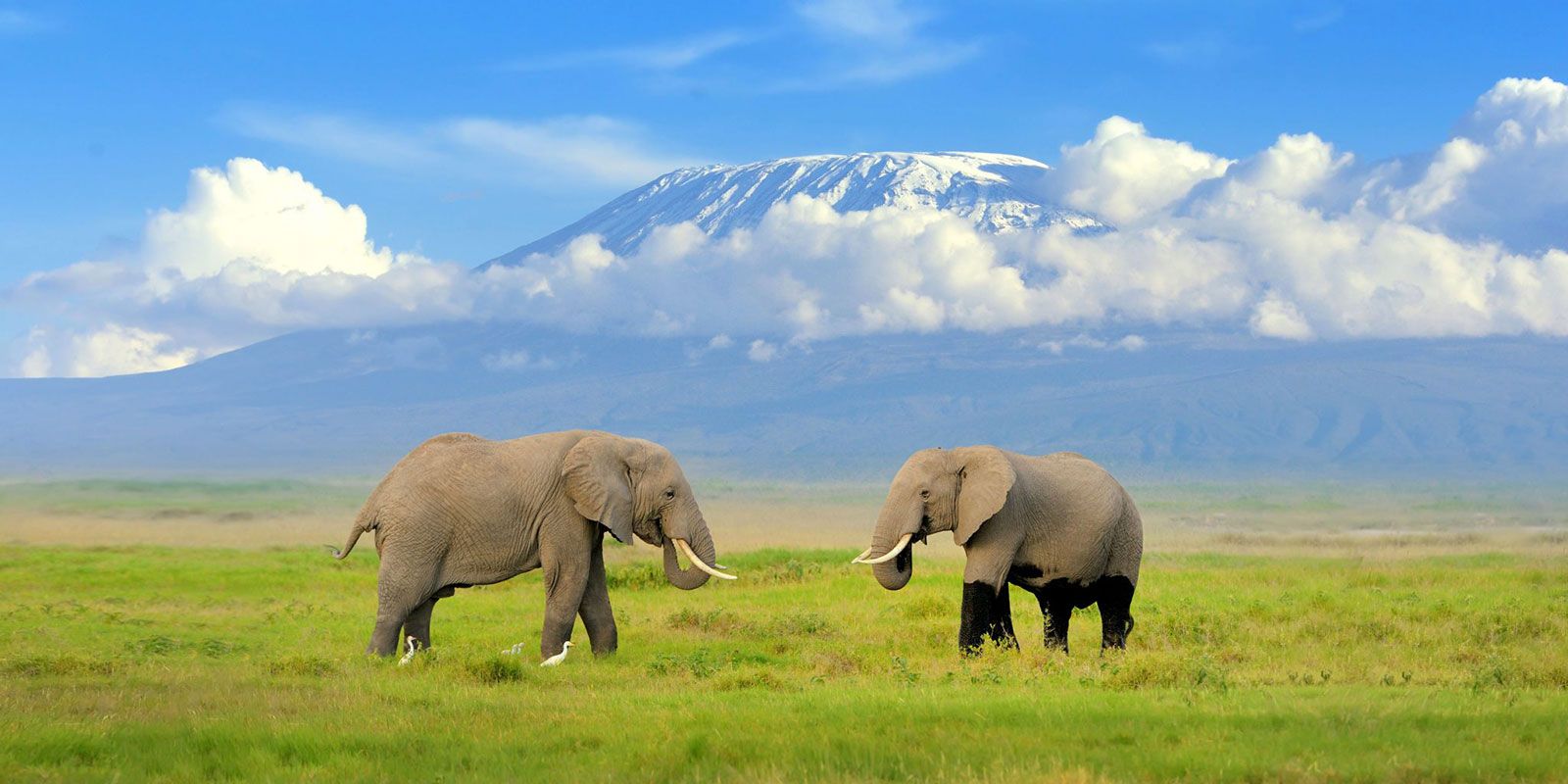 Explore Amboseli National Park.