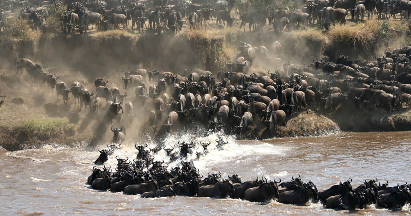 Explore the Heart of Africa: Your Guide to a Tanzania Safari from Europe Tanzania is the land of epic wildlife spectacles, stunning landscapes, and world-famous safari parks. Whether it’s the Serengeti, Ngorongoro Crater, or Mount Kilimanjaro, a Tanzania safari offers a true adventure