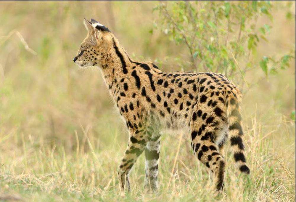 Big Cat Destinations in Kenya: Discover the Majesty of Africa’s Predators with Kip Travels Kenya is world-renowned for its breathtaking landscapes, rich wildlife, and unforgettable safari experiences. Among its most iconic residents are the big cats — the lions, leopards, and cheetahs that dominate the savannah with grace and power. These majestic predators have fascinated travelers, filmmakers, and photographers for generations, drawing visitors from across the globe who come to witness them in their natural habitat. If you’re seeking the ultimate big cat safari in Kenya, look no further than Kip Travels, a leading Safari Agency in Kenya that specializes in crafting tailor-made wildlife experiences. Our expertly guided tours take you to the best destinations for spotting lions, leopards, and cheetahs up close — all while enjoying the comfort, safety, and hospitality Kenya is famous for. 🦁 Why Kenya is the Home of Big Cats Kenya offers one of the richest concentrations of wildlife on the planet, and its vast network of national parks and reserves provides a haven for Africa’s most sought-after predators. The country’s ecosystem supports a delicate balance between predator and prey, offering visitors the chance to observe big cats in action — from stalking hunts to playful cubs learning survival skills. Each region of Kenya provides a unique environment that supports different big cat populations. From the rolling plains of the Maasai Mara to the arid landscapes of Samburu and the rugged terrain of Tsavo, Kenya’s diversity ensures unforgettable encounters for every traveler. At Kip Travels, we understand the thrill of seeing these magnificent animals in the wild. That’s why our experienced safari guides take you to the top big cat destinations in Kenya, ensuring the best viewing opportunities while prioritizing your comfort and safety. 🐆 Top Big Cat Destinations in Kenya 1. Maasai Mara National Reserve – The Kingdom of Lions and Cheetahs The Maasai Mara is undoubtedly Kenya’s most famous wildlife destination — and for good reason. It’s often described as “the home of the big cats,” boasting one of the highest densities of lions, leopards, and cheetahs anywhere in Africa. The Mara’s vast plains provide the perfect hunting grounds, while its seasonal migrations bring millions of wildebeest and zebras — a buffet for the predators that roam these lands. Lions: The Mara is home to numerous prides, including the legendary Marsh Pride featured in BBC’s Big Cat Diary. You can often spot them lounging in the sun, nursing cubs, or taking down prey in thrilling hunts. Leopards: These elusive cats are often seen resting on acacia branches or stalking in the riverine forests along the Talek and Mara rivers. Cheetahs: The open plains of the Mara offer perfect terrain for cheetahs, who rely on speed rather than stealth. Here, you can witness breathtaking chases that capture the raw essence of the wild. At Kip Travels, our safari packages in Maasai Mara include early morning and evening game drives led by expert trackers who know exactly where to find these majestic creatures. Whether you’re a photographer, a wildlife enthusiast, or a first-time visitor, your Mara experience with Kip Travels will be nothing short of magical. 2. Samburu National Reserve – The Land of the Leopard Located in northern Kenya, Samburu National Reserve offers a completely different landscape and wildlife experience from the southern parks. The semi-arid terrain, dotted with acacia trees and crossed by the Ewaso Nyiro River, supports unique wildlife species found nowhere else in Kenya — including the reticulated giraffe, grevy’s zebra, and the Somali ostrich. But for big cat lovers, Samburu is most famous for its high density of leopards. These stealthy cats are often seen draped elegantly across tree branches or prowling along the riverbanks in search of prey. Lions and cheetahs also roam the reserve, completing the big cat trio. Kip Travels offers custom safari packages in Samburu, allowing you to combine luxury lodges with thrilling wildlife encounters. This is an ideal destination for travelers seeking a quieter, less crowded safari that still promises world-class big cat sightings. 3. Tsavo East and Tsavo West National Parks – Home of the “Man-Eaters” Together, Tsavo East and Tsavo West National Parks make up one of the largest wildlife conservation areas in the world. Covering over 20,000 square kilometers, the Tsavo ecosystem is a wild and rugged landscape teeming with elephants, buffaloes, and — of course — lions. Tsavo gained fame in history as the land of the “Man-Eaters of Tsavo” — a pair of lions that terrorized railway workers in the late 19th century. Today, the lions of Tsavo remain an important population, known for their unique adaptation: many males have minimal or no manes, likely an evolutionary trait suited for the hot climate. Apart from lions, the park also harbors elusive leopards and occasional cheetahs. The red-dust terrain, dramatic lava flows, and lush oases make Tsavo a photographer’s paradise. When you book with Kip Travels, your safari to Tsavo can include both parks, giving you a chance to experience the rugged wilderness, the “red elephants,” and the legendary lions in one trip. It’s a must-see for anyone passionate about Africa’s wild heritage. 4. Amboseli National Park – Lions and Views of Kilimanjaro Amboseli National Park is best known for its postcard-perfect views of Mount Kilimanjaro and its large herds of elephants. However, it also offers excellent opportunities to see lions and cheetahs in the open plains. Here, the big cats coexist with the Maasai people, who have lived alongside wildlife for centuries. The park’s short grasslands make it easy to spot predators stalking prey, while the scenic backdrop of Africa’s tallest mountain makes every sighting unforgettable. Kip Travels offers guided safaris in Amboseli that combine photography, cultural visits, and wildlife viewing — giving travelers the full Kenyan experience. 5. Laikipia Plateau and Ol Pejeta Conservancy – Conservation and Big Cats The Laikipia Plateau in central Kenya has become a model for wildlife conservation and sustainable tourism. Its private conservancies — especially Ol Pejeta Conservancy — are home to thriving populations of lions, leopards, and cheetahs, as well as endangered species like black rhinos and the last two northern white rhinos. Ol Pejeta offers a unique opportunity to experience responsible tourism, where your visit directly contributes to wildlife protection and community development. The conservancy’s big cats are well-monitored and often spotted during guided day and night drives. With Kip Travels, you can enjoy a luxury safari in Laikipia, staying in eco-lodges that blend comfort, exclusivity, and sustainability. 🌍 Why Choose Kip Travels for Your Big Cat Safari in Kenya When it comes to exploring big cat destinations in Kenya, choosing the right travel agency in Kenya makes all the difference. At Kip Travels, we pride ourselves on being a trusted and reliable tours agency in Kenya, committed to delivering personalized safari experiences tailored to your interests, time, and budget. Here’s why travelers choose us: ✅ Expert Local Guides Our professional safari guides have extensive experience in wildlife tracking, ensuring that you have the best possible chances of seeing big cats up close and learning fascinating facts about their behavior. ✅ Customized Safari Itineraries Whether you’re looking for a luxurious fly-in safari, a family-friendly adventure, or a photography expedition, we create itineraries that match your travel dreams. ✅ Reliable and Transparent Service As a leading safari agency in Kenya, Kip Travels ensures every detail — from accommodation and park fees to transportation — is professionally handled. You can relax and enjoy your trip knowing everything is taken care of. ✅ Sustainable Tourism We partner with eco-lodges and community-driven projects that promote wildlife conservation and support local livelihoods. By traveling with us, you make a positive impact. 🧭 Plan Your Big Cat Safari in Kenya with Kip Travels From the golden plains of the Maasai Mara to the untamed wilderness of Tsavo, Kenya’s big cat destinations offer a window into the raw beauty and power of nature. With Kip Travels, you’re not just booking a safari — you’re embarking on a journey of discovery, connection, and adventure. Let us take you there. Experience the roar of lions at sunrise, the stealth of leopards in the trees, and the lightning speed of cheetahs on the hunt — all with Kenya’s trusted travel and tours agency. 📞 Book Your Adventure Today! Contact Kip Travels today to start planning your unforgettable Big Cat Safari in Kenya. 👉 Visit our website or reach out via email or phone to customize your safari itinerary. Discover Kenya’s wild heart — with Kip Travels, your leading Safari Agency in Kenya.