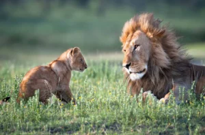 Big Cat Destinations in Kenya: Discover the Majesty of Africa’s Predators with Kip Travels Kenya is world-renowned for its breathtaking landscapes, rich wildlife, and unforgettable safari experiences. Among its most iconic residents are the big cats — the lions, leopards, and cheetahs that dominate the savannah with grace and power. These majestic predators have fascinated travelers, filmmakers, and photographers for generations, drawing visitors from across the globe who come to witness them in their natural habitat. If you’re seeking the ultimate big cat safari in Kenya, look no further than Kip Travels, a leading Safari Agency in Kenya that specializes in crafting tailor-made wildlife experiences. Our expertly guided tours take you to the best destinations for spotting lions, leopards, and cheetahs up close — all while enjoying the comfort, safety, and hospitality Kenya is famous for.