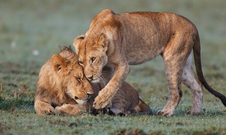 Big Cat Destinations in Kenya: Discover the Majesty of Africa’s Predators with Kip Travels Kenya is world-renowned for its breathtaking landscapes, rich wildlife, and unforgettable safari experiences. Among its most iconic residents are the big cats — the lions, leopards, and cheetahs that dominate the savannah with grace and power. These majestic predators have fascinated travelers, filmmakers, and photographers for generations, drawing visitors from across the globe who come to witness them in their natural habitat. If you’re seeking the ultimate big cat safari in Kenya, look no further than Kip Travels, a leading Safari Agency in Kenya that specializes in crafting tailor-made wildlife experiences. Our expertly guided tours take you to the best destinations for spotting lions, leopards, and cheetahs up close — all while enjoying the comfort, safety, and hospitality Kenya is famous for.