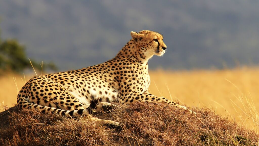 What International Travellers Should Check When Choosing a Tours Agency in Kenya Kenya, the land of breathtaking safaris, golden savannahs, pristine beaches, and rich cultural heritage, remains one of the world’s most sought-after travel destinations. From the world-famous Maasai Mara and Amboseli National Park to the magical Diani Beach and Mount Kenya, this East African jewel offers unforgettable experiences. However, for international travellers, choosing the right tours and travel agency in Kenya can make the difference between an average trip and an extraordinary adventure. The right agency ensures safety, comfort, professional guidance, and value for money. In this blog, we’ll guide you through what to look for when choosing a safari and travel company in Kenya — and why Kip Travels stands out as the best tours agency in Kenya for travellers seeking memorable experiences across the country. 1. Verify the Company’s Legitimacy and Experience The first step for any international traveller is to confirm that the tour operator is legally registered and licensed to operate in Kenya. A legitimate agency should be accredited by reputable tourism bodies such as the Kenya Association of Tour Operators (KATO), Tourism Regulatory Authority (TRA), or Kenya Tourism Board (KTB). An experienced agency knows how to handle logistics such as park entry fees, hotel bookings, domestic flights, and transfers seamlessly. They also have well-trained guides who understand Kenya’s diverse wildlife, culture, and geography. At Kip Travels, we have years of experience organizing tailored safaris, beach holidays, and cultural tours for travellers from around the world. Our long-standing partnerships with lodges, transport providers, and national parks ensure you get the best service and value throughout your stay. 2. Check for Customization and Flexibility Every traveller is unique — with different budgets, travel styles, and expectations. The leading tours and travel company in Kenya will always take time to understand your needs and craft a personalized itinerary. Whether you want to spend days tracking the Big Five in Maasai Mara, enjoy a hot-air balloon safari, explore the Great Rift Valley, or unwind on Kenya’s white sandy beaches, your agency should be flexible enough to accommodate your preferences. Kip Travels specializes in creating personalized safaris and itineraries that fit your budget and interests. We design everything — from luxury tours to mid-range and budget-friendly safaris — ensuring every traveller enjoys Kenya their way. 3. Evaluate the Company’s Communication and Customer Service When dealing with a foreign travel company, clear communication is essential. You should feel comfortable asking questions and getting prompt, honest answers before, during, and after booking your safari. A reliable tours and travel agency in Kenya will respond quickly, provide detailed itineraries, and offer transparent pricing without hidden costs. At Kip Travels, we pride ourselves on excellent communication. From your first inquiry, our team provides all the details you need — accommodation options, transport arrangements, park fees, and even packing tips. Our goal is to ensure you feel confident and cared for from the moment you start planning until you return home. 4. Read Reviews and Testimonials Before committing to a tour company, always check what other travellers say about their experiences. Platforms like TripAdvisor, Google Reviews, and SafariBookings are great resources. Look for consistent positive feedback on areas like professionalism, punctuality, tour quality, and guide knowledge. Negative reviews can also be insightful — pay attention to how the company responds to criticism. Kip Travels has earned an excellent reputation as one of the leading tours and safaris agencies in Kenya, with glowing testimonials from past clients across the US, Canada, Europe, and Asia. Many of our guests come back for a second or third trip — a true reflection of our dedication to service excellence. 5. Consider Safety and Professionalism Safety is a top priority when travelling in a new country. The right agency should use well-maintained safari vehicles, employ licensed guides and drivers, and adhere to all safety regulations in national parks and reserves. At Kip Travels, we take our clients’ safety seriously. All our vehicles are fitted with tracking systems, radios, and first-aid kits. Our drivers and guides are professionally trained and knowledgeable about wildlife behaviour, ensuring safe yet thrilling encounters throughout your safari. 6. Compare Prices – But Don’t Choose Based on Cost Alone It’s tempting to go for the cheapest option, but low prices can often mean hidden costs or compromised quality. A leading tours and travel company in Kenya will offer transparent pricing with a clear breakdown of what’s included — accommodation, meals, park fees, transportation, and extra activities. Kip Travels ensures competitive, fair pricing without compromising quality. We provide clear cost structures and tailor packages that fit both luxury and budget travellers. Whether you’re looking for a 3-day Maasai Mara safari, a beach getaway to Diani, or a multi-country East African adventure, we ensure every penny you spend translates into an exceptional experience. 7. Review the Quality of Safari Vehicles and Equipment Your comfort during long drives depends heavily on the quality of vehicles provided. A reputable agency should use 4x4 safari vehicles with pop-up roofs for game viewing, comfortable seating, and sufficient space for luggage. Kip Travels operates modern, well-maintained safari vehicles — both 4x4 Land Cruisers and safari vans — designed for Kenya’s diverse terrain. Whether crossing the dusty plains of Amboseli or the lush forests of Aberdares, our vehicles guarantee comfort and safety all the way. 8. Understand the Guides’ Knowledge and Expertise A knowledgeable guide can turn your trip from ordinary to unforgettable. The guide should not only know where to find wildlife but also share stories about Kenya’s people, traditions, and ecosystems. At Kip Travels, our guides are fluent in English and several international languages. They are trained naturalists and cultural interpreters who love sharing Kenya’s beauty and heritage with travellers from around the world. 9. Check the Variety of Destinations Offered Kenya offers a wide range of attractions — from national parks and lakes to mountain treks and coastal escapes. A leading tours and safaris agency in Kenya should offer packages that cover all major destinations, including: Maasai Mara National Reserve – Home of the Great Wildebeest Migration Amboseli National Park – Famous for views of Mount Kilimanjaro Lake Nakuru National Park – Known for flamingos and rhinos Samburu National Reserve – For unique wildlife species and authentic culture Tsavo East & West National Parks – Vast wilderness and elephant herds Diani Beach, Watamu & Lamu – Perfect for post-safari relaxation Kip Travels offers tours to all these destinations and more, with options to combine wildlife safaris with beach holidays or cultural experiences — creating the ultimate Kenya adventure. 10. Support a Sustainable and Responsible Tourism Company As global travellers become more conscious of their impact, it’s important to choose an agency that practices eco-friendly and community-based tourism. At Kip Travels, we promote responsible travel by partnering with eco-lodges, supporting local communities, and promoting wildlife conservation. We believe every safari should benefit both travellers and local people. Why Choose Kip Travels? If you’re looking for a trusted, experienced, and passionate travel partner, Kip Travels is your go-to choice. Recognized as one of the best tours agencies in Kenya, we combine professionalism, comfort, and personalized service to give you the best Kenyan adventure. Whether you’re an American, Canadian, or European traveller, our team ensures your trip is smooth, exciting, and memorable from start to finish. From wildlife safaris to beach holidays, cultural expeditions to mountain climbs — Kip Travels remains the leading tours and travel company in Kenya dedicated to showcasing the magic of East Africa. Final Thoughts Choosing the right tour operator is the first step toward a flawless Kenyan adventure. By checking for legitimacy, flexibility, professionalism, and experience, you ensure peace of mind and lasting memories. So, as you plan your dream safari, partner with Kip Travels — the leading tours and safaris agency in Kenya — and experience the heart of Africa like never before. Your journey of a lifetime begins here.