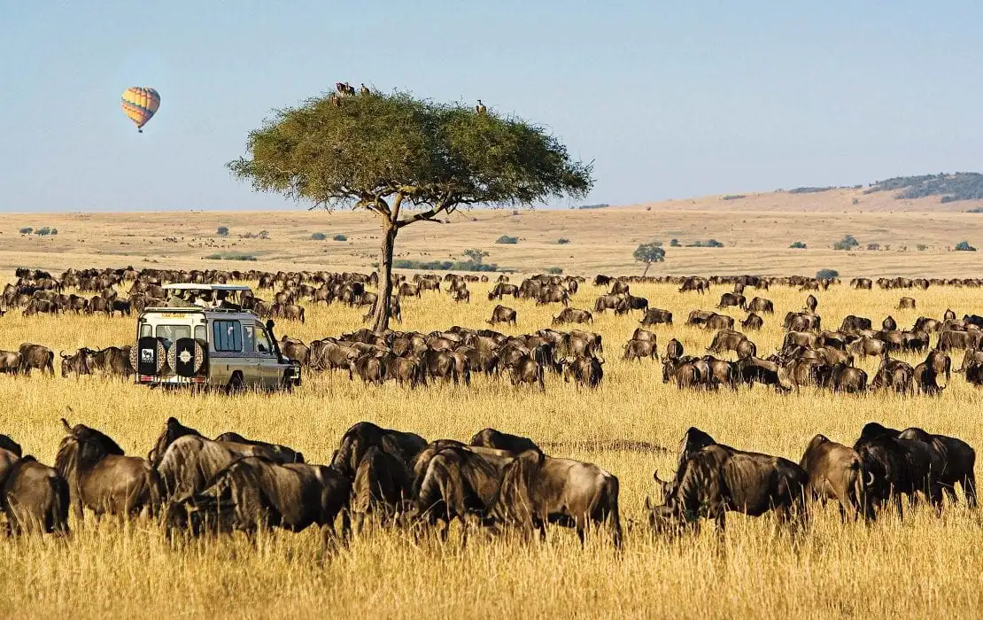 Travelers’ Guide and Experiences in Masai Mara – Unveiling Kenya’s Iconic Safari Destination Nestled in the heart of Kenya’s Great Rift Valley, Masai Mara National Reserve is one of Africa’s most spectacular safari destinations. Famous for its breathtaking landscapes, thriving wildlife, and rich Maasai culture, the Mara offers an unforgettable experience to travelers from all around the world. Whether you’re visiting for the first time or returning to relive the magic, this traveler’s guide to Masai Mara will help you plan the ultimate adventure.