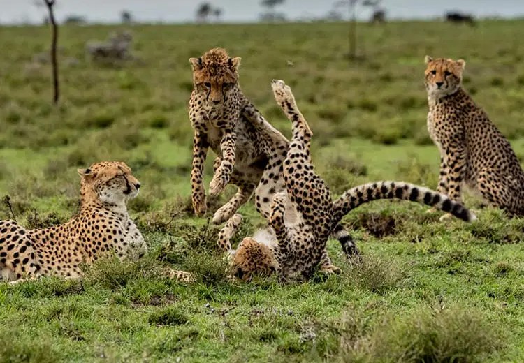 Big Cat Destinations in Kenya: Discover the Majesty of Africa’s Predators with Kip Travels Kenya is world-renowned for its breathtaking landscapes, rich wildlife, and unforgettable safari experiences. Among its most iconic residents are the big cats — the lions, leopards, and cheetahs that dominate the savannah with grace and power. These majestic predators have fascinated travelers, filmmakers, and photographers for generations, drawing visitors from across the globe who come to witness them in their natural habitat. If you’re seeking the ultimate big cat safari in Kenya, look no further than Kip Travels, a leading Safari Agency in Kenya that specializes in crafting tailor-made wildlife experiences. Our expertly guided tours take you to the best destinations for spotting lions, leopards, and cheetahs up close — all while enjoying the comfort, safety, and hospitality Kenya is famous for.