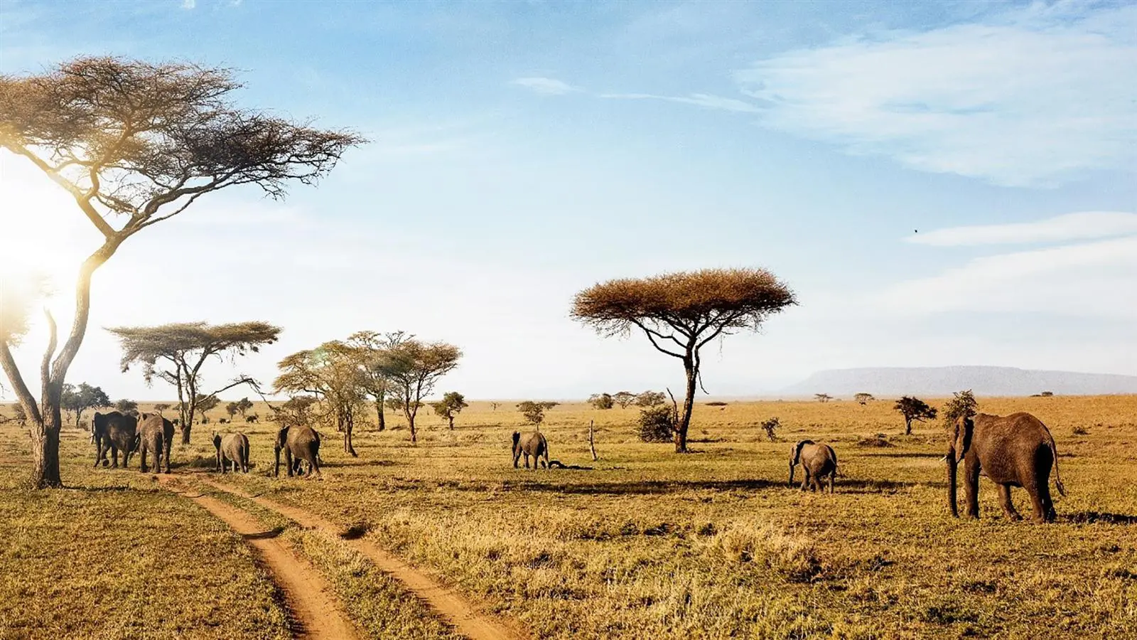Dos and Don’ts When Choosing a Personalized Tour Package in East Africa When it comes to exploring East Africa, every traveler dreams of a safari adventure that captures the true essence of nature, wildlife, and cultural diversity. From the rolling plains of the Serengeti to the majestic Maasai Mara, from the tropical beaches of Zanzibar to the misty highlands of Uganda, East Africa is truly a traveler’s paradise. However, crafting the perfect tour package can be tricky—especially if you want something tailor-made to your preferences.