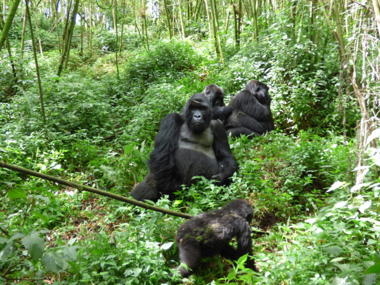 Gorilla Family Rwanda