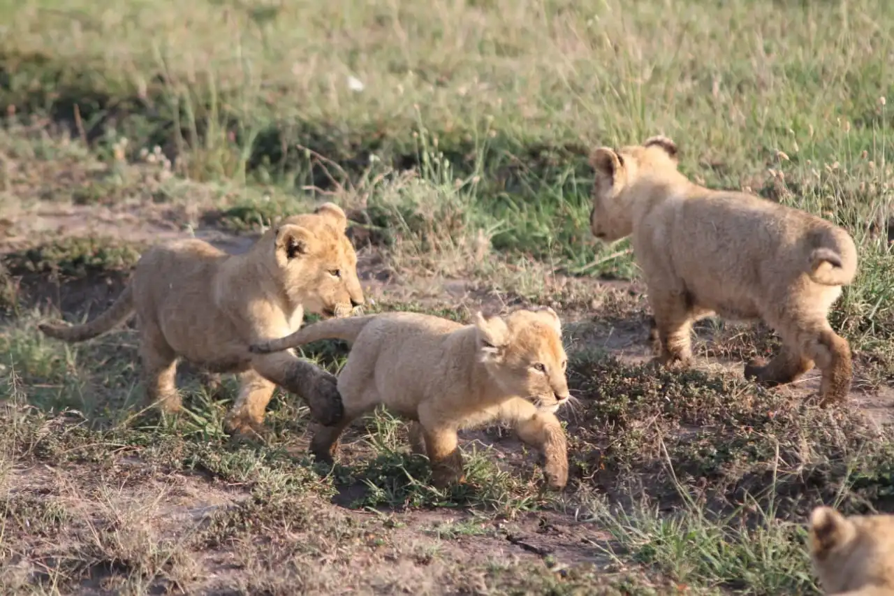 Planning an East African journey is an investment—not just financially, but emotionally. You're imagining yourself witnessing the Great Migration across the Serengeti, trekking through misty forests to encounter endangered mountain gorillas, or relaxing on pristine Zanzibar beaches. To transform these dreams into reality, you need more than just a booking website; you need a trusted partner who understands the nuances of the region. Kip Travels stands as the leading travel agency in East Africa, with years of on-the-ground expertise spanning Kenya, Tanzania, Uganda, and Rwanda. We're recognized not simply for offering best tours agency in East Africa accolades, but for our unwavering commitment to crafting all-inclusive East Africa safari packages that blend adventure, comfort, and authentic cultural experiences. Our reputation as a reliable tour operator in Kenya and Tanzania safari experts is built on countless five-star client testimonials and partnerships with the region's most reputable lodges, guides, and conservation organizations. Whether you're seeking a luxury safari, custom Uganda gorilla tours, or a multi-country expedition, our team combines local knowledge with international service standards to ensure every detail—from flight logistics to wildlife encounter moments—exceeds expectations. Introduction: Why East Africa? Why Now? Imagine this: sunrise paints the Serengeti golden while zebras and wildebeest graze beneath acacia trees. In the distance, a lone lion surveys its domain. Or picture yourself face-to-face with a mountain gorilla in the mist-covered forests of Rwanda, its intelligent eyes meeting yours in a moment of profound connection. East Africa isn't just a destination—it's a pilgrimage for nature lovers, adventure seekers, and culture enthusiasts. Yet planning such a journey can feel overwhelming. Which country first? What's the best time to visit? How much should you budget? How do you ensure authentic experiences without getting lost in logistical chaos? This comprehensive guide is designed to simplify that process. By exploring seven critical decision factors, you'll gain the clarity needed to design an itinerary that aligns perfectly with your vision, budget, and timeline. Throughout, we'll share insider insights from Kip Travels, your leading travel agency in East Africa, to help you sidestep common pitfalls and maximize the magic of your adventure. Factor 1: Defining Your Travel "Why" – What Draws You to East Africa? Before booking a single flight, ask yourself: What is my primary travel motivation? East Africa offers such diverse experiences that the answer fundamentally shapes your itinerary. Are you a wildlife enthusiast? A cultural explorer? An adrenaline junkie? Or perhaps a blend of all three? Safari & Wildlife Encounters The crown jewel of East African tourism is undoubtedly safari—the chance to witness the world's most iconic animals in their natural habitat. Kenya's Masai Mara and Tanzania's Serengeti are synonymous with big game viewing. If your heart races at the thought of spotting lions, elephants, giraffes, and the "Big Five," then a safari-centric itinerary is your path. The Serengeti is particularly famed for hosting the Great Migration, an annual spectacle where over two million wildebeest and zebras traverse the plains in search of fresh grazing lands. Cultural Immersion & Community Connection Beyond wildlife, East Africa's cultural tapestry is rich and rewarding. The Maasai people of Kenya and Tanzania maintain centuries-old pastoral traditions. In Uganda, the Buganda kingdom offers royal palaces and historical depth. Many travelers find that combining traditional game drives with authentic village visits—where you can share meals, learn traditional crafts, or participate in ceremonies—creates profoundly meaningful experiences that photos alone cannot capture. Adventure & Active Experiences If you're energized by physical activity, consider trekking Mount Kilimanjaro in Tanzania, hiking Mount Kenya, or embarking on a challenging trek to encounter mountain gorillas in Rwanda or Uganda. These adventures combine fitness, natural beauty, and the satisfaction of achievement. Relaxation & Beach Retreats Don't overlook East Africa's coastal gems. After a game-filled safari, many travelers decompress on the white-sand beaches of Zanzibar, the Kenyan coast, or Tanzania's Pemba Island. Imagine turquoise waters, coral reefs perfect for snorkeling, and the gentle rhythm of Indian Ocean life. Insider Tip from Kip Travels: The most memorable trips typically blend multiple elements. We often recommend a "safari plus" model: 5-7 days of game viewing, followed by 2-3 days of cultural engagement or beach relaxation. This approach keeps energy levels balanced and offers variety that deepens your connection to the region. Factor 2: Timing is Everything – Choosing the Ideal Season East Africa's weather and wildlife patterns shift dramatically throughout the year. Your travel dates significantly impact wildlife sightings, crowds, costs, and overall experience. The Great Migration: Africa's Greatest Show If witnessing the Great Migration tops your bucket list, timing is everything. This annual cycle typically follows this pattern: June–July: Northern Serengeti and Masai Mara. Massive herds cross the Grumeti River; predator-prey encounters are frequent and dramatic. August–September: Central Serengeti. Herds disperse across the plains; wildebeest calving season brings additional wildlife activity. November–December: Return migration toward southern Serengeti and Ngorongoro Conservation Area. Peak Season (July–October & December–February) Pros: Peak wildlife viewing, favorable weather, lush landscapes. Cons: Higher prices, crowded parks, more vehicles at sightings. Ideal for: Travelers who prioritize wildlife viewing and don't mind peak-season crowds and costs. Green (Shoulder) Season (April–May & October–November) Pros: Fewer tourists, lower prices, vibrant landscapes, excellent bird watching, intimate wildlife encounters. Cons: Occasional rain, some roads may be challenging, fewer large predator sightings. Ideal for: Budget-conscious travelers, photographers seeking dramatic skies, and those seeking solitude. Dry Season (January–February) This is a sweet spot: excellent weather, good wildlife viewing, and moderate crowds compared to July–October. Gorilla Trekking Seasons (Uganda & Rwanda) Mountain gorilla tracking is feasible year-round, but the best times are typically: June–August: Dry season; gorillas remain at higher elevations, relatively accessible. January–February: Short dry season; conditions are favorable. Rainy seasons (March–May, September–November) offer advantages: fewer tourists and lush, verdant forests that are hauntingly beautiful. Kip Travels Recommendation: For first-time visitors seeking the classic "Big Five" experience combined with migration viewing, we typically recommend July–October. However, if you're flexible and budget-conscious, the green season offers unparalleled value and equally rewarding experiences—just with slightly fewer game drives yielding big cat encounters. Factor 3: Budgeting Realistically – Breaking Down Costs One of the most common questions we receive at Kip Travels is: "How much will this cost?" The answer varies widely based on choices you make. Key Cost Components Accommodation  Luxury Lodges & Resorts:  Think private plunge pools, gourmet dining, exceptional service. Mid-Range Lodges & Tented Camps: Comfortable, well-appointed, often excellent value. Budget-Friendly Camps & Guesthouses: Clean, functional, social atmosphere. Park Fees & Permits Guides & Transportation Professional guides Vehicle hire with driver Domestic flights International flights Meals & Activities (10–20% of budget) Full board at lodges: Included in accommodation cost Independent dining. Depends on location and style Activities beyond game drives (cultural visits, village walks, boat excursions) Why Kip Travels Offers Transparent, Value-Packed Packages As a best tours agency in East Africa, we've negotiated long-standing partnerships with lodges, guides, and operators region-wide. This means we can offer all-inclusive East Africa safari packages that provide superior value compared to booking independently. Our clients often tell us they save 15–25% compared to DIY bookings, while gaining expert planning, 24/7 on-ground support, and peace of mind. Factor 4: Duration & Pace – How Long Should You Stay? The age-old question: "Is a week enough?" The answer depends on your goals, fitness level, and travel style. Let's explore scenarios. Kip Travels Pro Tip: Many clients come to us wanting to "do it all" in 7 days. We gently advise: a leisurely 10-day Kenya-Tanzania combination beats a rushed 7-day three-country tour. You'll see more, experience more authentically, and return home energized rather than exhausted. As reliable tour operators in Kenya and Tanzania safari experts, we specialize in pacing that balances ambition with reality. Factor 5: Travel Style & Accommodation – Where (and How) Will You Stay? Your accommodation choice profoundly shapes your experience. East Africa offers a spectrum. Luxury Lodges & Resorts Experience: High-end comfort, often iconic locations, exceptional service, fine dining. Typical Features: En-suite bathrooms with hot showers/baths Private or semi-private decks with views Gourmet meals, premium beverages Spa services, swimming pools Expert guides, often with naturalist degrees Best for: Honeymooners, those seeking pampering alongside wildlife, travelers with higher budgets. Notable Properties: Four Seasons Safari Lodge (Serengeti), Singita (various), &Beyond camps. Mid-Range Lodges & Tented Camps Experience: Excellent balance of comfort, authenticity, and value. Many are family-owned or eco-conscious. Typical Features: Comfortable en-suite rooms or safari tents Reliable electricity and hot water Good quality meals and social atmosphere Knowledgeable guides Often positioned in prime wildlife locations Best for: Most international travelers, families, those balancing comfort and budget. Notable Properties: Many regional operators offer excellent mid-range camps; Kip Travels can recommend properties tailored to your preferences. Budget-Friendly Camps & Guesthouses Experience: Basic comfort, communal atmosphere, genuine connection with other travelers. Typical Features: Shared or private rooms with basic amenities Communal dining and social spaces Local or trainee guides Positioned in or near national parks Best for: Backpackers, budget-conscious travelers, those prioritizing experience over comfort. Note: Even budget camps typically exceed Western expectations for cleanliness and hospitality. Unique Alternatives: Glamping & Eco-Lodges East Africa's tourism sector is innovating: Glamping (Glamorous Camping): Combines luxury with the bush experience. Think safari tents with four-poster beds, en-suite bathrooms, and fine dining under stars. Eco-Lodges: Sustainable properties minimizing environmental impact, often community-owned, offering genuine cultural exchange. Mobile Camps: Follow wildlife migrations; offer unparalleled access to remote areas and pristine wildlife experiences. Accommodation Matching Guide Travel Style Best Accommodation Type Why Honeymoon/Romance Luxury lodge with private suites Intimacy, pampering, special touches Family with children Mid-range family lodge Balance of comfort, safety, kid-friendly activities Adventure seeker Mobile camp or tented camp Remote locations, authentic bush experience Budget backpacker Budget camp or guesthouse Cost-effective, social, authentic Luxury traveler Premium safari lodge or resort Uncompromised comfort, white-glove service Factor 6: Travel Companions – Is East Africa Right for Your Group? East Africa welcomes diverse travelers. Let's explore specific scenarios. Solo Travelers Why East Africa Works: Safe, well-established tourism infrastructure Guided experiences naturally facilitate social connection Accommodations typically offer communal spaces Solo travel is celebrated; many lodges host solo guests regularly Tips: Join group game drives to meet fellow travelers; consider a cultural guide for deeper local insights. Couples & Honeymooners Why East Africa is Ideal: Romantic landscapes and wildlife moments Luxury accommodations offer privacy and romance Fewer crowds in many areas compared to European destinations Unique, memorable experiences strengthen bonds Sweet Touches: Many luxury lodges offer champagne at sunset, private dinners in unique settings, or surprise romantic gestures. Family Safari East Africa East Africa is increasingly family-friendly. Key considerations: Age of children matters: Most camps accept children age 5+; some have age restrictions or recommendations. Activity pace: Younger children may tire of lengthy game drives; consider variety (cultural visits, water activities, lodge-based relaxation). Safety: East Africa is generally very safe for family travel; guides and lodges prioritize child security. Educational value: Safaris offer unparalleled learning opportunities—wildlife, ecology, culture, and geography come alive. Family-Friendly Itinerary Example (10 days): Days 1–3: Kenya coast (beach relaxation, snorkeling, cultural visits) Days 4–7: Masai Mara (game drives, lodge-based activities) Days 8–10: Kenya cultural immersion (Maasai village visits, Nairobi giraffe center) Extended Groups (Friends, Multi-Family) Advantages: Shared costs reduce per-person expense Guided experiences facilitate bonding Flexible itineraries can accommodate diverse interests Logistics: Group bookings allow customization; consider hiring a private guide for cohesion. Kip Travels' Group Expertise: Whether you're a solo adventurer, romantic couple, or extended family, our experience designing all-inclusive East Africa safari packages means we've perfected the art of matching itineraries to group dynamics. We handle logistics, mediate scheduling preferences, and ensure everyone returns home with stories that will last lifetimes. Factor 7: Beyond the Safari – Unique Experiences That Transform Trips While safaris dominate East African tourism, the region's true magic often lies in experiences beyond traditional game drives. Mountain Gorilla Trekking: Uganda & Rwanda What It Is: A guided hike through misty mountain forests to encounter critically endangered mountain gorillas in their natural habitat. The Experience: Imagine the forest canopy thick overhead, calls of exotic birds echoing. Your guide points ahead. Suddenly, through the vegetation, an adult male gorilla emerges—massive, magnificent, utterly present. You lock eyes. Time seems suspended. Guides typically allow one hour near each family; many travelers describe it as life-altering. Logistics: Uganda (Bwindi Impenetrable National Park): Trekks depart daily; permits cost $1,500 (non-residents). More accessible, fewer crowds. Rwanda (Volcanoes National Park): Permits cost $1,500; treks are well-organized, but more touristy due to Rwanda's tourism efficiency. Best time: Dry seasons (June–August, January–February), though possible year-round. Custom Uganda Gorilla Tours Kip Travels specializes in crafting custom Uganda gorilla tours that extend beyond trekking—incorporating cultural visits to local communities, bird watching, and relaxation time. A typical 6-day itinerary includes 2–3 days gorilla trekking, balanced with cultural immersion and leisure. Chimpanzee Tracking Where: Kibale National Park (Uganda), Gombe & Mahale (Tanzania) Experience: Track habituated chimpanzee communities through dense forest. Observe complex social behaviors, tool use, and remarkable intelligence. Advantages: Less crowded than gorilla trekking, equally profound connection with wildlife. Cost: $100–200 per trek (significantly less than gorilla trekking). Cultural Visits & Maasai Engagement Why It Matters: Maasai culture—pastoral traditions, distinctive dress, warrior initiations—has endured for centuries. Authentic visits offer: Direct community benefit (fees support local education, healthcare) Genuine cultural exchange vs. performative tourism Understanding of human-wildlife coexistence Typical Activities: Beads and crafts workshops Traditional meal preparation and sharing Livestock management insights Participation in ceremonies (if timing aligns) Tip: Ensure community-led, ethically structured visits; avoid exploitative "human zoo" tourism. Zanzibar: History, Beaches & Spice Why Visit: After a safari's intensity, Zanzibar offers perfect decompression. This UNESCO-listed Stone Town blends Swahili, Arab, and Indian influences. Clove plantations perfume the island; pristine beaches invite snorkeling and diving. Typical 3-Day Itinerary: Day 1: Stone Town walking tour, museum, local cuisine Day 2: Spice plantation tour, beach relaxation Day 3: Snorkeling at nearby islands, sunset dhow cruise Vibe: More relaxed than safari intensity; perfect for couples, families, and those seeking cultural history alongside leisure. Mount Kilimanjaro & Hiking Expeditions Why: Africa's highest mountain (5,895m) offers achievable-yet-challenging trekking, rewarding views, and a sense of accomplishment. Best Routes: Marangu: Most established, hut-based accommodations, 5–6 days Lemosho: Scenic, higher success rate, 7–8 days Rongai: Less crowded, northern approach, 6–7 days Key Reality: Altitude is the primary challenge, not technical difficulty. Acclimatization and pacing matter more than fitness. Birdwatching Paradise East Africa hosts over 1,000 bird species—a birdwatcher's paradise. Top Destinations: Lake Nakuru (Kenya): Flamingos (seasonal), eagles, cormorants Queen Elizabeth National Park (Uganda): Over 600 species Serengeti: Varied species across seasons Best Months: October–April (northern hemisphere winter migrants) Kip Travels' Unique Experience Design As the best tours agency in East Africa, we've curated partnerships enabling experiences most tourists miss. Gorilla trekking with forest guides who studied primatology? Cultural visits with Maasai conservationists working on human-wildlife coexistence? These aren't add-ons—they're transformative components of well-designed itineraries. Why Your Choice of Travel Partner is the Most Critical Factor You've now explored seven key decision factors. Here's the truth many travelers discover too late: your choice of travel partner often determines whether your dream becomes a highlight reel or a logistical nightmare. The Hidden Risks of DIY or Questionable Operators Safety & Security: East Africa is generally safe for tourists, but navigating it requires local knowledge. Which parks have current access issues? Which neighborhoods are best avoided at night? Which guides are trustworthy? Logistical Complexity: Coordinating flights, park permits, accommodations across multiple countries is labyrinthine. One mistake—missed connections, double bookings, invalid permits—cascades into lost money and ruined experiences. Suboptimal Wildlife Access: Know which lodge offers the best game drive timing? Which guide has exceptional wildlife-spotting skills? Which park section hosts the Big Five most reliably? These insights come from experience and relationships. Value Optimization: DIY bookers often overpay significantly. Without partnerships and volume relationships, accommodation and guide rates are inflated. Time & Stress: Planning is time-intensive. Many travelers exhaust themselves before arriving, diminishing their capacity to enjoy the journey. What Expert Travel Partners Bring Kip Travels, as a leading travel agency in East Africa, offers: On-Ground Expertise: Our team has spent years navigating the region, building relationships with guides, lodge managers, and community leaders. We know which experiences deliver and which disappoint. Transparent Pricing & Value: Through partnerships, we negotiate rates competitors can't match. Our all-inclusive East Africa safari packages are competitively priced and comprehensively outlined—no hidden fees. 24/7 Support: Traveling 6,000+ miles from home brings unpredictability. Vehicle breaks down? Flu strikes? Wildlife encounter exceeds expectations and you want an extra day? Our on-ground team handles it. Customization Mastery: Every traveler is unique. We design itineraries matching your specific interests, pace, budget, and group dynamics—not one-size-fits-all tours. Ethical Tourism Practices: We prioritize community benefit, conservation, and sustainable tourism. Your spending directly supports local education, healthcare, and wildlife protection. Peace of Mind: Permits secured. Guides vetted. Accommodations visited by our team. Logistics orchestrated flawlessly. You can relax knowing details are handled. As Tanzania safari experts and a reliable tour operator in Kenya, we've earned trust through thousands of satisfied travelers. Our reviews speak for themselves—but more importantly, our relationships with travelers long after trips end reveal the profound impact of expertly designed experiences. Conclusion: Transform Your Dream Into Unforgettable Reality East Africa awaits. The Great Migration's thundering herds. Mountain gorillas' penetrating gaze. Zanzibar's turquoise waters. Maasai warriors' timeless traditions. These aren't just bucket-list checkmarks—they're transformative experiences that reshape how you see the world and your place in it. But between dream and reality lies planning. This guide has equipped you with a framework: define your "why," align timing with your goals, budget realistically, pace intentionally, choose accommodations matching your style, ensure your group's comfort, and embrace unique experiences beyond traditional safari. Yet the most crucial decision remains: choosing a partner who transforms logistical complexity into seamless adventure. Ready to transform your dream into an unforgettable journey? Contact Kip Travels, the leading travel agency in East Africa, today for a free, no-obligation consultation and custom itinerary quote. Our team will listen deeply to your aspirations, design an experience reflecting your unique vision, and handle every detail so you can focus on the magic. Visit us online at https://kiptravels.com/ to explore our Safari Packages, learn more About Us, or Contact us directly to start planning. Your East African adventure isn't just waiting—it's calling. ✨🦁🌍