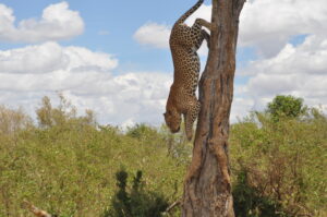 Leopard In Maasai Mara