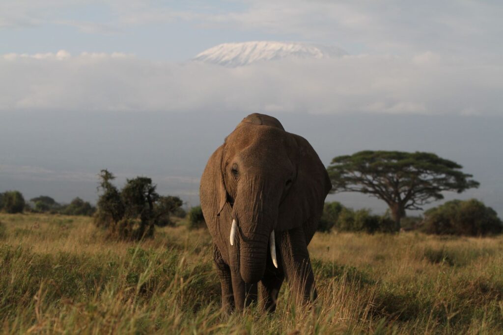 The Ultimate Guide: How to Choose Your Perfect East African Adventure in 2025 Introducing Kip Travels: Your Expert Guide Planning an East African journey is an investment—not just financially, but emotionally. You're imagining yourself witnessing the Great Migration across the Serengeti, trekking through misty forests to encounter endangered mountain gorillas, or relaxing on pristine Zanzibar beaches. To transform these dreams into reality, you need more than just a booking website; you need a trusted partner who understands the nuances of the region. Kip Travels stands as the leading travel agency in East Africa, with years of on-the-ground expertise spanning Kenya, Tanzania, Uganda, and Rwanda. We're recognized not simply for offering best tours agency in East Africa accolades, but for our unwavering commitment to crafting all-inclusive East Africa safari packages that blend adventure, comfort, and authentic cultural experiences. Our reputation as a reliable tour operator in Kenya and Tanzania safari experts is built on countless five-star client testimonials and partnerships with the region's most reputable lodges, guides, and conservation organizations. Whether you're seeking a luxury safari, custom Uganda gorilla tours, or a multi-country expedition, our team combines local knowledge with international service standards to ensure every detail—from flight logistics to wildlife encounter moments—exceeds expectations. Introduction: Why East Africa? Why Now? Imagine this: sunrise paints the Serengeti golden while zebras and wildebeest graze beneath acacia trees. In the distance, a lone lion surveys its domain. Or picture yourself face-to-face with a mountain gorilla in the mist-covered forests of Rwanda, its intelligent eyes meeting yours in a moment of profound connection. East Africa isn't just a destination—it's a pilgrimage for nature lovers, adventure seekers, and culture enthusiasts. Yet planning such a journey can feel overwhelming. Which country first? What's the best time to visit? How much should you budget? How do you ensure authentic experiences without getting lost in logistical chaos? This comprehensive guide is designed to simplify that process. By exploring seven critical decision factors, you'll gain the clarity needed to design an itinerary that aligns perfectly with your vision, budget, and timeline. Throughout, we'll share insider insights from Kip Travels, your leading travel agency in East Africa, to help you sidestep common pitfalls and maximize the magic of your adventure. Factor 1: Defining Your Travel "Why" – What Draws You to East Africa? Before booking a single flight, ask yourself: What is my primary travel motivation? East Africa offers such diverse experiences that the answer fundamentally shapes your itinerary. Are you a wildlife enthusiast? A cultural explorer? An adrenaline junkie? Or perhaps a blend of all three? Safari & Wildlife Encounters The crown jewel of East African tourism is undoubtedly safari—the chance to witness the world's most iconic animals in their natural habitat. Kenya's Masai Mara and Tanzania's Serengeti are synonymous with big game viewing. If your heart races at the thought of spotting lions, elephants, giraffes, and the "Big Five," then a safari-centric itinerary is your path. The Serengeti is particularly famed for hosting the Great Migration, an annual spectacle where over two million wildebeest and zebras traverse the plains in search of fresh grazing lands. Cultural Immersion & Community Connection Beyond wildlife, East Africa's cultural tapestry is rich and rewarding. The Maasai people of Kenya and Tanzania maintain centuries-old pastoral traditions. In Uganda, the Buganda kingdom offers royal palaces and historical depth. Many travelers find that combining traditional game drives with authentic village visits—where you can share meals, learn traditional crafts, or participate in ceremonies—creates profoundly meaningful experiences that photos alone cannot capture. Adventure & Active Experiences If you're energized by physical activity, consider trekking Mount Kilimanjaro in Tanzania, hiking Mount Kenya, or embarking on a challenging trek to encounter mountain gorillas in Rwanda or Uganda. These adventures combine fitness, natural beauty, and the satisfaction of achievement. Relaxation & Beach Retreats Don't overlook East Africa's coastal gems. After a game-filled safari, many travelers decompress on the white-sand beaches of Zanzibar, the Kenyan coast, or Tanzania's Pemba Island. Imagine turquoise waters, coral reefs perfect for snorkeling, and the gentle rhythm of Indian Ocean life. Insider Tip from Kip Travels: The most memorable trips typically blend multiple elements. We often recommend a "safari plus" model: 5-7 days of game viewing, followed by 2-3 days of cultural engagement or beach relaxation. This approach keeps energy levels balanced and offers variety that deepens your connection to the region. Factor 2: Timing is Everything – Choosing the Ideal Season East Africa's weather and wildlife patterns shift dramatically throughout the year. Your travel dates significantly impact wildlife sightings, crowds, costs, and overall experience. The Great Migration: Africa's Greatest Show If witnessing the Great Migration tops your bucket list, timing is everything. This annual cycle typically follows this pattern: June–July: Northern Serengeti and Masai Mara. Massive herds cross the Grumeti River; predator-prey encounters are frequent and dramatic. August–September: Central Serengeti. Herds disperse across the plains; wildebeest calving season brings additional wildlife activity. November–December: Return migration toward southern Serengeti and Ngorongoro Conservation Area. Peak Season (July–October & December–February) Pros: Peak wildlife viewing, favorable weather, lush landscapes. Cons: Higher prices, crowded parks, more vehicles at sightings. Ideal for: Travelers who prioritize wildlife viewing and don't mind peak-season crowds and costs. Green (Shoulder) Season (April–May & October–November) Pros: Fewer tourists, lower prices, vibrant landscapes, excellent bird watching, intimate wildlife encounters. Cons: Occasional rain, some roads may be challenging, fewer large predator sightings. Ideal for: Budget-conscious travelers, photographers seeking dramatic skies, and those seeking solitude. Dry Season (January–February) This is a sweet spot: excellent weather, good wildlife viewing, and moderate crowds compared to July–October. Gorilla Trekking Seasons (Uganda & Rwanda) Mountain gorilla tracking is feasible year-round, but the best times are typically: June–August: Dry season; gorillas remain at higher elevations, relatively accessible. January–February: Short dry season; conditions are favorable. Rainy seasons (March–May, September–November) offer advantages: fewer tourists and lush, verdant forests that are hauntingly beautiful. Kip Travels Recommendation: For first-time visitors seeking the classic "Big Five" experience combined with migration viewing, we typically recommend July–October. However, if you're flexible and budget-conscious, the green season offers unparalleled value and equally rewarding experiences—just with slightly fewer game drives yielding big cat encounters. Factor 3: Budgeting Realistically – Breaking Down Costs One of the most common questions we receive at Kip Travels is: "How much will this cost?" The answer varies widely based on choices you make. Let's demystify the numbers. Key Cost Components Accommodation (35–50% of total budget) Luxury Lodges & Resorts: $400–800+ per night. Think private plunge pools, gourmet dining, exceptional service. Mid-Range Lodges & Tented Camps: $150–350 per night. Comfortable, well-appointed, often excellent value. Budget-Friendly Camps & Guesthouses: $50–150 per night. Clean, functional, social atmosphere. Park Fees & Permits (15–25% of budget) Serengeti National Park: ~$70 per day (foreign adults) Masai Mara National Reserve (Kenya): ~$80 per day Mountain Gorilla Permits (Uganda/Rwanda): $1,500 per permit (non-refundable, one trek per permit) Kilimanjaro climbing permits: 60 – 100 p e r d a y , p l u s g u i d e a n d p o r t e r f e e s ( 60–100perday,plusguideandporterfees(1,500–3,000+ total) Guides & Transportation (20–30% of budget) Professional guides: $40–80 per day Vehicle hire with driver: $80–150 per day Domestic flights: $150–400 per sector International flights: $600–1,500+ (highly variable by origin) Meals & Activities (10–20% of budget) Full board at lodges: Included in accommodation cost Independent dining: $10–50 per meal depending on location and style Activities beyond game drives (cultural visits, village walks, boat excursions): $30–150 each Sample Budget Breakdown: 10-Day Kenya & Tanzania Safari Budget Option (per person, traveling as a pair): Accommodation (8 nights mid-range): $1,600 Park fees (8 days): $560 Guide & vehicle: $800 Domestic flights: $400 Meals: $400 Activities & contingency: $400 Total: ~$4,160 Mid-Range Option: Accommodation (8 nights, upscale mid-range): $2,400 Park fees: $560 Guide, vehicle & activities: $1,200 Flights: $600 Meals: $500 Total: ~$5,860 Luxury Option: Accommodation (8 nights, premium lodges): $4,000 Park fees: $560 Guide, vehicle, private excursions: $2,000 Flights: $800 Meals & premium experiences: $1,200 Total: ~$8,560 How to Maximize Value Travel in shoulder season to reduce accommodation and park costs by 20–40%. Book multi-country packages to negotiate better rates than piecemeal bookings. Choose mid-range accommodations strategically—many offer exceptional value and comfort. Include multiple countries in one trip to spread fixed costs (flights, guides) across more days. Why Kip Travels Offers Transparent, Value-Packed Packages As a best tours agency in East Africa, we've negotiated long-standing partnerships with lodges, guides, and operators region-wide. This means we can offer all-inclusive East Africa safari packages that provide superior value compared to booking independently. Our clients often tell us they save 15–25% compared to DIY bookings, while gaining expert planning, 24/7 on-ground support, and peace of mind. Factor 4: Duration & Pace – How Long Should You Stay? The age-old question: "Is a week enough?" The answer depends on your goals, fitness level, and travel style. Let's explore scenarios. 7-Day Safari (Realistic Minimum for a Satisfying Experience) A classic 7-day itinerary might look like: 1 day arrival & acclimatization 4 days game drives in Serengeti/Masai Mara 1 day cultural visit or optional activity 1 day buffer/travel/departure Best for: First-time safari goers, those with limited vacation time, travelers combining safari with another activity. Drawback: Limited flexibility for longer treks or multi-country exploration. 10-14 Days: The Sweet Spot This duration allows for: 5–6 days primary safari destination (e.g., Serengeti or Masai Mara) 2–3 days secondary destination (e.g., Ngorongoro Crater, Lake Nakuru) 2–3 days cultural immersion, beach time, or trekking Buffer days without rushing Best for: Most international travelers; balances deep immersion with variety. 14–21 Days: The Grand Tour This is where multi-country combinations shine: Possible 14-Day Itinerary: Days 1–5: Kenya (Masai Mara) Days 6–9: Tanzania (Serengeti & Ngorongoro) Days 10–12: Rwanda (Kigali, Volcanoes National Park for gorilla trekking) Days 13–14: Return travel & buffer Benefits: Diverse experiences, genuine cultural connection, relaxed pace. 21+ Days: The Immersive Adventure For sabbaticals, retirements, or the truly committed explorer, 3+ weeks allows: Deep dive into multiple ecosystems Challenging treks (Kilimanjaro, extended trekking routes) Extended cultural programs Beach relaxation without rushing Flexibility to follow wildlife movements or serendipitous opportunities Combining Multiple Countries: A Pro Tips Many first-time East African travelers ask: "Can I do Kenya and Tanzania in one trip?" Absolutely. However, respect these principles: Allow minimum 2–3 days per country to avoid an exhausting itinerary. Plan logistics carefully: Domestic flights between countries add time and cost; overnight drives are an alternative. Consider synergies: Kenya's Masai Mara and Tanzania's Serengeti are close enough for one trip. Adding Uganda (gorilla trekking) or Rwanda makes sense for 14+ days. Kip Travels Pro Tip: Many clients come to us wanting to "do it all" in 7 days. We gently advise: a leisurely 10-day Kenya-Tanzania combination beats a rushed 7-day three-country tour. You'll see more, experience more authentically, and return home energized rather than exhausted. As reliable tour operators in Kenya and Tanzania safari experts, we specialize in pacing that balances ambition with reality. Factor 5: Travel Style & Accommodation – Where (and How) Will You Stay? Your accommodation choice profoundly shapes your experience. East Africa offers a spectrum. Luxury Lodges & Resorts Experience: High-end comfort, often iconic locations, exceptional service, fine dining. Typical Features: En-suite bathrooms with hot showers/baths Private or semi-private decks with views Gourmet meals, premium beverages Spa services, swimming pools Expert guides, often with naturalist degrees Best for: Honeymooners, those seeking pampering alongside wildlife, travelers with higher budgets. Notable Properties: Four Seasons Safari Lodge (Serengeti), Singita (various), &Beyond camps. Mid-Range Lodges & Tented Camps Experience: Excellent balance of comfort, authenticity, and value. Many are family-owned or eco-conscious. Typical Features: Comfortable en-suite rooms or safari tents Reliable electricity and hot water Good quality meals and social atmosphere Knowledgeable guides Often positioned in prime wildlife locations Best for: Most international travelers, families, those balancing comfort and budget. Notable Properties: Many regional operators offer excellent mid-range camps; Kip Travels can recommend properties tailored to your preferences. Budget-Friendly Camps & Guesthouses Experience: Basic comfort, communal atmosphere, genuine connection with other travelers. Typical Features: Shared or private rooms with basic amenities Communal dining and social spaces Local or trainee guides Positioned in or near national parks Best for: Backpackers, budget-conscious travelers, those prioritizing experience over comfort. Note: Even budget camps typically exceed Western expectations for cleanliness and hospitality. Unique Alternatives: Glamping & Eco-Lodges East Africa's tourism sector is innovating: Glamping (Glamorous Camping): Combines luxury with the bush experience. Think safari tents with four-poster beds, en-suite bathrooms, and fine dining under stars. Eco-Lodges: Sustainable properties minimizing environmental impact, often community-owned, offering genuine cultural exchange. Mobile Camps: Follow wildlife migrations; offer unparalleled access to remote areas and pristine wildlife experiences. Accommodation Matching Guide Travel Style Best Accommodation Type Why Honeymoon/Romance Luxury lodge with private suites Intimacy, pampering, special touches Family with children Mid-range family lodge Balance of comfort, safety, kid-friendly activities Adventure seeker Mobile camp or tented camp Remote locations, authentic bush experience Budget backpacker Budget camp or guesthouse Cost-effective, social, authentic Luxury traveler Premium safari lodge or resort Uncompromised comfort, white-glove service Factor 6: Travel Companions – Is East Africa Right for Your Group? East Africa welcomes diverse travelers. Let's explore specific scenarios. Solo Travelers Why East Africa Works: Safe, well-established tourism infrastructure Guided experiences naturally facilitate social connection Accommodations typically offer communal spaces Solo travel is celebrated; many lodges host solo guests regularly Tips: Join group game drives to meet fellow travelers; consider a cultural guide for deeper local insights. Couples & Honeymooners Why East Africa is Ideal: Romantic landscapes and wildlife moments Luxury accommodations offer privacy and romance Fewer crowds in many areas compared to European destinations Unique, memorable experiences strengthen bonds Sweet Touches: Many luxury lodges offer champagne at sunset, private dinners in unique settings, or surprise romantic gestures. Family Safari East Africa East Africa is increasingly family-friendly. Key considerations: Age of children matters: Most camps accept children age 5+; some have age restrictions or recommendations. Activity pace: Younger children may tire of lengthy game drives; consider variety (cultural visits, water activities, lodge-based relaxation). Safety: East Africa is generally very safe for family travel; guides and lodges prioritize child security. Educational value: Safaris offer unparalleled learning opportunities—wildlife, ecology, culture, and geography come alive. Family-Friendly Itinerary Example (10 days): Days 1–3: Kenya coast (beach relaxation, snorkeling, cultural visits) Days 4–7: Masai Mara (game drives, lodge-based activities) Days 8–10: Kenya cultural immersion (Maasai village visits, Nairobi giraffe center) Extended Groups (Friends, Multi-Family) Advantages: Shared costs reduce per-person expense Guided experiences facilitate bonding Flexible itineraries can accommodate diverse interests Logistics: Group bookings allow customization; consider hiring a private guide for cohesion. Kip Travels' Group Expertise: Whether you're a solo adventurer, romantic couple, or extended family, our experience designing all-inclusive East Africa safari packages means we've perfected the art of matching itineraries to group dynamics. We handle logistics, mediate scheduling preferences, and ensure everyone returns home with stories that will last lifetimes. Factor 7: Beyond the Safari – Unique Experiences That Transform Trips While safaris dominate East African tourism, the region's true magic often lies in experiences beyond traditional game drives. Mountain Gorilla Trekking: Uganda & Rwanda What It Is: A guided hike through misty mountain forests to encounter critically endangered mountain gorillas in their natural habitat. The Experience: Imagine the forest canopy thick overhead, calls of exotic birds echoing. Your guide points ahead. Suddenly, through the vegetation, an adult male gorilla emerges—massive, magnificent, utterly present. You lock eyes. Time seems suspended. Guides typically allow one hour near each family; many travelers describe it as life-altering. Logistics: Uganda (Bwindi Impenetrable National Park): Trekks depart daily; permits cost $1,500 (non-residents). More accessible, fewer crowds. Rwanda (Volcanoes National Park): Permits cost $1,500; treks are well-organized, but more touristy due to Rwanda's tourism efficiency. Best time: Dry seasons (June–August, January–February), though possible year-round. Custom Uganda Gorilla Tours Kip Travels specializes in crafting custom Uganda gorilla tours that extend beyond trekking—incorporating cultural visits to local communities, bird watching, and relaxation time. A typical 6-day itinerary includes 2–3 days gorilla trekking, balanced with cultural immersion and leisure. Chimpanzee Tracking Where: Kibale National Park (Uganda), Gombe & Mahale (Tanzania) Experience: Track habituated chimpanzee communities through dense forest. Observe complex social behaviors, tool use, and remarkable intelligence. Advantages: Less crowded than gorilla trekking, equally profound connection with wildlife. Cost: $100–200 per trek (significantly less than gorilla trekking). Cultural Visits & Maasai Engagement Why It Matters: Maasai culture—pastoral traditions, distinctive dress, warrior initiations—has endured for centuries. Authentic visits offer: Direct community benefit (fees support local education, healthcare) Genuine cultural exchange vs. performative tourism Understanding of human-wildlife coexistence Typical Activities: Beads and crafts workshops Traditional meal preparation and sharing Livestock management insights Participation in ceremonies (if timing aligns) Tip: Ensure community-led, ethically structured visits; avoid exploitative "human zoo" tourism. Zanzibar: History, Beaches & Spice Why Visit: After a safari's intensity, Zanzibar offers perfect decompression. This UNESCO-listed Stone Town blends Swahili, Arab, and Indian influences. Clove plantations perfume the island; pristine beaches invite snorkeling and diving. Typical 3-Day Itinerary: Day 1: Stone Town walking tour, museum, local cuisine Day 2: Spice plantation tour, beach relaxation Day 3: Snorkeling at nearby islands, sunset dhow cruise Vibe: More relaxed than safari intensity; perfect for couples, families, and those seeking cultural history alongside leisure. Mount Kilimanjaro & Hiking Expeditions Why: Africa's highest mountain (5,895m) offers achievable-yet-challenging trekking, rewarding views, and a sense of accomplishment. Best Routes: Marangu: Most established, hut-based accommodations, 5–6 days Lemosho: Scenic, higher success rate, 7–8 days Rongai: Less crowded, northern approach, 6–7 days Key Reality: Altitude is the primary challenge, not technical difficulty. Acclimatization and pacing matter more than fitness. Cost: $1,500–3,500+ depending on operator, route, and season. Birdwatching Paradise East Africa hosts over 1,000 bird species—a birdwatcher's paradise. Top Destinations: Lake Nakuru (Kenya): Flamingos (seasonal), eagles, cormorants Queen Elizabeth National Park (Uganda): Over 600 species Serengeti: Varied species across seasons Best Months: October–April (northern hemisphere winter migrants) Kip Travels' Unique Experience Design As the best tours agency in East Africa, we've curated partnerships enabling experiences most tourists miss. Gorilla trekking with forest guides who studied primatology? Cultural visits with Maasai conservationists working on human-wildlife coexistence? These aren't add-ons—they're transformative components of well-designed itineraries. Why Your Choice of Travel Partner is the Most Critical Factor You've now explored seven key decision factors. Here's the truth many travelers discover too late: your choice of travel partner often determines whether your dream becomes a highlight reel or a logistical nightmare. The Hidden Risks of DIY or Questionable Operators Safety & Security: East Africa is generally safe for tourists, but navigating it requires local knowledge. Which parks have current access issues? Which neighborhoods are best avoided at night? Which guides are trustworthy? Logistical Complexity: Coordinating flights, park permits, accommodations across multiple countries is labyrinthine. One mistake—missed connections, double bookings, invalid permits—cascades into lost money and ruined experiences. Suboptimal Wildlife Access: Know which lodge offers the best game drive timing? Which guide has exceptional wildlife-spotting skills? Which park section hosts the Big Five most reliably? These insights come from experience and relationships. Value Optimization: DIY bookers often overpay significantly. Without partnerships and volume relationships, accommodation and guide rates are inflated. Time & Stress: Planning is time-intensive. Many travelers exhaust themselves before arriving, diminishing their capacity to enjoy the journey.