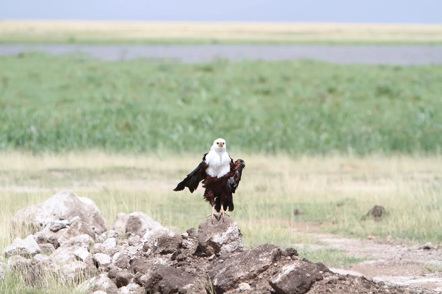 The Ultimate Guide: How to Choose Your Perfect East African Adventure in 2025 Introducing Kip Travels: Your Expert Guide Planning an East African journey is an investment—not just financially, but emotionally. You're imagining yourself witnessing the Great Migration across the Serengeti, trekking through misty forests to encounter endangered mountain gorillas, or relaxing on pristine Zanzibar beaches. To transform these dreams into reality, you need more than just a booking website; you need a trusted partner who understands the nuances of the region. Kip Travels stands as the leading travel agency in East Africa, with years of on-the-ground expertise spanning Kenya, Tanzania, Uganda, and Rwanda. We're recognized not simply for offering best tours agency in East Africa accolades, but for our unwavering commitment to crafting all-inclusive East Africa safari packages that blend adventure, comfort, and authentic cultural experiences. Our reputation as a reliable tour operator in Kenya and Tanzania safari experts is built on countless five-star client testimonials and partnerships with the region's most reputable lodges, guides, and conservation organizations. Whether you're seeking a luxury safari, custom Uganda gorilla tours, or a multi-country expedition, our team combines local knowledge with international service standards to ensure every detail—from flight logistics to wildlife encounter moments—exceeds expectations. Introduction: Why East Africa? Why Now? Imagine this: sunrise paints the Serengeti golden while zebras and wildebeest graze beneath acacia trees. In the distance, a lone lion surveys its domain. Or picture yourself face-to-face with a mountain gorilla in the mist-covered forests of Rwanda, its intelligent eyes meeting yours in a moment of profound connection. East Africa isn't just a destination—it's a pilgrimage for nature lovers, adventure seekers, and culture enthusiasts. Yet planning such a journey can feel overwhelming. Which country first? What's the best time to visit? How much should you budget? How do you ensure authentic experiences without getting lost in logistical chaos? This comprehensive guide is designed to simplify that process. By exploring seven critical decision factors, you'll gain the clarity needed to design an itinerary that aligns perfectly with your vision, budget, and timeline. Throughout, we'll share insider insights from Kip Travels, your leading travel agency in East Africa, to help you sidestep common pitfalls and maximize the magic of your adventure. Factor 1: Defining Your Travel "Why" – What Draws You to East Africa? Before booking a single flight, ask yourself: What is my primary travel motivation? East Africa offers such diverse experiences that the answer fundamentally shapes your itinerary. Are you a wildlife enthusiast? A cultural explorer? An adrenaline junkie? Or perhaps a blend of all three? Safari & Wildlife Encounters The crown jewel of East African tourism is undoubtedly safari—the chance to witness the world's most iconic animals in their natural habitat. Kenya's Masai Mara and Tanzania's Serengeti are synonymous with big game viewing. If your heart races at the thought of spotting lions, elephants, giraffes, and the "Big Five," then a safari-centric itinerary is your path. The Serengeti is particularly famed for hosting the Great Migration, an annual spectacle where over two million wildebeest and zebras traverse the plains in search of fresh grazing lands. Cultural Immersion & Community Connection Beyond wildlife, East Africa's cultural tapestry is rich and rewarding. The Maasai people of Kenya and Tanzania maintain centuries-old pastoral traditions. In Uganda, the Buganda kingdom offers royal palaces and historical depth. Many travelers find that combining traditional game drives with authentic village visits—where you can share meals, learn traditional crafts, or participate in ceremonies—creates profoundly meaningful experiences that photos alone cannot capture. Adventure & Active Experiences If you're energized by physical activity, consider trekking Mount Kilimanjaro in Tanzania, hiking Mount Kenya, or embarking on a challenging trek to encounter mountain gorillas in Rwanda or Uganda. These adventures combine fitness, natural beauty, and the satisfaction of achievement. Relaxation & Beach Retreats Don't overlook East Africa's coastal gems. After a game-filled safari, many travelers decompress on the white-sand beaches of Zanzibar, the Kenyan coast, or Tanzania's Pemba Island. Imagine turquoise waters, coral reefs perfect for snorkeling, and the gentle rhythm of Indian Ocean life. Insider Tip from Kip Travels: The most memorable trips typically blend multiple elements. We often recommend a "safari plus" model: 5-7 days of game viewing, followed by 2-3 days of cultural engagement or beach relaxation. This approach keeps energy levels balanced and offers variety that deepens your connection to the region. Factor 2: Timing is Everything – Choosing the Ideal Season East Africa's weather and wildlife patterns shift dramatically throughout the year. Your travel dates significantly impact wildlife sightings, crowds, costs, and overall experience. The Great Migration: Africa's Greatest Show If witnessing the Great Migration tops your bucket list, timing is everything. This annual cycle typically follows this pattern: June–July: Northern Serengeti and Masai Mara. Massive herds cross the Grumeti River; predator-prey encounters are frequent and dramatic. August–September: Central Serengeti. Herds disperse across the plains; wildebeest calving season brings additional wildlife activity. November–December: Return migration toward southern Serengeti and Ngorongoro Conservation Area. Peak Season (July–October & December–February) Pros: Peak wildlife viewing, favorable weather, lush landscapes. Cons: Higher prices, crowded parks, more vehicles at sightings. Ideal for: Travelers who prioritize wildlife viewing and don't mind peak-season crowds and costs. Green (Shoulder) Season (April–May & October–November) Pros: Fewer tourists, lower prices, vibrant landscapes, excellent bird watching, intimate wildlife encounters. Cons: Occasional rain, some roads may be challenging, fewer large predator sightings. Ideal for: Budget-conscious travelers, photographers seeking dramatic skies, and those seeking solitude. Dry Season (January–February) This is a sweet spot: excellent weather, good wildlife viewing, and moderate crowds compared to July–October. Gorilla Trekking Seasons (Uganda & Rwanda) Mountain gorilla tracking is feasible year-round, but the best times are typically: June–August: Dry season; gorillas remain at higher elevations, relatively accessible. January–February: Short dry season; conditions are favorable. Rainy seasons (March–May, September–November) offer advantages: fewer tourists and lush, verdant forests that are hauntingly beautiful. Kip Travels Recommendation: For first-time visitors seeking the classic "Big Five" experience combined with migration viewing, we typically recommend July–October. However, if you're flexible and budget-conscious, the green season offers unparalleled value and equally rewarding experiences—just with slightly fewer game drives yielding big cat encounters. Factor 3: Budgeting Realistically – Breaking Down Costs One of the most common questions we receive at Kip Travels is: "How much will this cost?" The answer varies widely based on choices you make. Let's demystify the numbers. Key Cost Components Accommodation (35–50% of total budget) Luxury Lodges & Resorts: $400–800+ per night. Think private plunge pools, gourmet dining, exceptional service. Mid-Range Lodges & Tented Camps: $150–350 per night. Comfortable, well-appointed, often excellent value. Budget-Friendly Camps & Guesthouses: $50–150 per night. Clean, functional, social atmosphere. Park Fees & Permits (15–25% of budget) Serengeti National Park: ~$70 per day (foreign adults) Masai Mara National Reserve (Kenya): ~$80 per day Mountain Gorilla Permits (Uganda/Rwanda): $1,500 per permit (non-refundable, one trek per permit) Kilimanjaro climbing permits: 60 – 100 p e r d a y , p l u s g u i d e a n d p o r t e r f e e s ( 60–100perday,plusguideandporterfees(1,500–3,000+ total) Guides & Transportation (20–30% of budget) Professional guides: $40–80 per day Vehicle hire with driver: $80–150 per day Domestic flights: $150–400 per sector International flights: $600–1,500+ (highly variable by origin) Meals & Activities (10–20% of budget) Full board at lodges: Included in accommodation cost Independent dining: $10–50 per meal depending on location and style Activities beyond game drives (cultural visits, village walks, boat excursions): $30–150 each Sample Budget Breakdown: 10-Day Kenya & Tanzania Safari Budget Option (per person, traveling as a pair): Accommodation (8 nights mid-range): $1,600 Park fees (8 days): $560 Guide & vehicle: $800 Domestic flights: $400 Meals: $400 Activities & contingency: $400 Total: ~$4,160 Mid-Range Option: Accommodation (8 nights, upscale mid-range): $2,400 Park fees: $560 Guide, vehicle & activities: $1,200 Flights: $600 Meals: $500 Total: ~$5,860 Luxury Option: Accommodation (8 nights, premium lodges): $4,000 Park fees: $560 Guide, vehicle, private excursions: $2,000 Flights: $800 Meals & premium experiences: $1,200 Total: ~$8,560 How to Maximize Value Travel in shoulder season to reduce accommodation and park costs by 20–40%. Book multi-country packages to negotiate better rates than piecemeal bookings. Choose mid-range accommodations strategically—many offer exceptional value and comfort. Include multiple countries in one trip to spread fixed costs (flights, guides) across more days. Why Kip Travels Offers Transparent, Value-Packed Packages As a best tours agency in East Africa, we've negotiated long-standing partnerships with lodges, guides, and operators region-wide. This means we can offer all-inclusive East Africa safari packages that provide superior value compared to booking independently. Our clients often tell us they save 15–25% compared to DIY bookings, while gaining expert planning, 24/7 on-ground support, and peace of mind. Factor 4: Duration & Pace – How Long Should You Stay? The age-old question: "Is a week enough?" The answer depends on your goals, fitness level, and travel style. Let's explore scenarios. 7-Day Safari (Realistic Minimum for a Satisfying Experience) A classic 7-day itinerary might look like: 1 day arrival & acclimatization 4 days game drives in Serengeti/Masai Mara 1 day cultural visit or optional activity 1 day buffer/travel/departure Best for: First-time safari goers, those with limited vacation time, travelers combining safari with another activity. Drawback: Limited flexibility for longer treks or multi-country exploration. 10-14 Days: The Sweet Spot This duration allows for: 5–6 days primary safari destination (e.g., Serengeti or Masai Mara) 2–3 days secondary destination (e.g., Ngorongoro Crater, Lake Nakuru) 2–3 days cultural immersion, beach time, or trekking Buffer days without rushing Best for: Most international travelers; balances deep immersion with variety. 14–21 Days: The Grand Tour This is where multi-country combinations shine: Possible 14-Day Itinerary: Days 1–5: Kenya (Masai Mara) Days 6–9: Tanzania (Serengeti & Ngorongoro) Days 10–12: Rwanda (Kigali, Volcanoes National Park for gorilla trekking) Days 13–14: Return travel & buffer Benefits: Diverse experiences, genuine cultural connection, relaxed pace. 21+ Days: The Immersive Adventure For sabbaticals, retirements, or the truly committed explorer, 3+ weeks allows: Deep dive into multiple ecosystems Challenging treks (Kilimanjaro, extended trekking routes) Extended cultural programs Beach relaxation without rushing Flexibility to follow wildlife movements or serendipitous opportunities Combining Multiple Countries: A Pro Tips Many first-time East African travelers ask: "Can I do Kenya and Tanzania in one trip?" Absolutely. However, respect these principles: Allow minimum 2–3 days per country to avoid an exhausting itinerary. Plan logistics carefully: Domestic flights between countries add time and cost; overnight drives are an alternative. Consider synergies: Kenya's Masai Mara and Tanzania's Serengeti are close enough for one trip. Adding Uganda (gorilla trekking) or Rwanda makes sense for 14+ days. Kip Travels Pro Tip: Many clients come to us wanting to "do it all" in 7 days. We gently advise: a leisurely 10-day Kenya-Tanzania combination beats a rushed 7-day three-country tour. You'll see more, experience more authentically, and return home energized rather than exhausted. As reliable tour operators in Kenya and Tanzania safari experts, we specialize in pacing that balances ambition with reality. Factor 5: Travel Style & Accommodation – Where (and How) Will You Stay? Your accommodation choice profoundly shapes your experience. East Africa offers a spectrum. Luxury Lodges & Resorts Experience: High-end comfort, often iconic locations, exceptional service, fine dining. Typical Features: En-suite bathrooms with hot showers/baths Private or semi-private decks with views Gourmet meals, premium beverages Spa services, swimming pools Expert guides, often with naturalist degrees Best for: Honeymooners, those seeking pampering alongside wildlife, travelers with higher budgets. Notable Properties: Four Seasons Safari Lodge (Serengeti), Singita (various), &Beyond camps. Mid-Range Lodges & Tented Camps Experience: Excellent balance of comfort, authenticity, and value. Many are family-owned or eco-conscious. Typical Features: Comfortable en-suite rooms or safari tents Reliable electricity and hot water Good quality meals and social atmosphere Knowledgeable guides Often positioned in prime wildlife locations Best for: Most international travelers, families, those balancing comfort and budget. Notable Properties: Many regional operators offer excellent mid-range camps; Kip Travels can recommend properties tailored to your preferences. Budget-Friendly Camps & Guesthouses Experience: Basic comfort, communal atmosphere, genuine connection with other travelers. Typical Features: Shared or private rooms with basic amenities Communal dining and social spaces Local or trainee guides Positioned in or near national parks Best for: Backpackers, budget-conscious travelers, those prioritizing experience over comfort. Note: Even budget camps typically exceed Western expectations for cleanliness and hospitality. Unique Alternatives: Glamping & Eco-Lodges East Africa's tourism sector is innovating: Glamping (Glamorous Camping): Combines luxury with the bush experience. Think safari tents with four-poster beds, en-suite bathrooms, and fine dining under stars. Eco-Lodges: Sustainable properties minimizing environmental impact, often community-owned, offering genuine cultural exchange. Mobile Camps: Follow wildlife migrations; offer unparalleled access to remote areas and pristine wildlife experiences. Accommodation Matching Guide Travel Style Best Accommodation Type Why Honeymoon/Romance Luxury lodge with private suites Intimacy, pampering, special touches Family with children Mid-range family lodge Balance of comfort, safety, kid-friendly activities Adventure seeker Mobile camp or tented camp Remote locations, authentic bush experience Budget backpacker Budget camp or guesthouse Cost-effective, social, authentic Luxury traveler Premium safari lodge or resort Uncompromised comfort, white-glove service Factor 6: Travel Companions – Is East Africa Right for Your Group? East Africa welcomes diverse travelers. Let's explore specific scenarios. Solo Travelers Why East Africa Works: Safe, well-established tourism infrastructure Guided experiences naturally facilitate social connection Accommodations typically offer communal spaces Solo travel is celebrated; many lodges host solo guests regularly Tips: Join group game drives to meet fellow travelers; consider a cultural guide for deeper local insights. Couples & Honeymooners Why East Africa is Ideal: Romantic landscapes and wildlife moments Luxury accommodations offer privacy and romance Fewer crowds in many areas compared to European destinations Unique, memorable experiences strengthen bonds Sweet Touches: Many luxury lodges offer champagne at sunset, private dinners in unique settings, or surprise romantic gestures. Family Safari East Africa East Africa is increasingly family-friendly. Key considerations: Age of children matters: Most camps accept children age 5+; some have age restrictions or recommendations. Activity pace: Younger children may tire of lengthy game drives; consider variety (cultural visits, water activities, lodge-based relaxation). Safety: East Africa is generally very safe for family travel; guides and lodges prioritize child security. Educational value: Safaris offer unparalleled learning opportunities—wildlife, ecology, culture, and geography come alive. Family-Friendly Itinerary Example (10 days): Days 1–3: Kenya coast (beach relaxation, snorkeling, cultural visits) Days 4–7: Masai Mara (game drives, lodge-based activities) Days 8–10: Kenya cultural immersion (Maasai village visits, Nairobi giraffe center) Extended Groups (Friends, Multi-Family) Advantages: Shared costs reduce per-person expense Guided experiences facilitate bonding Flexible itineraries can accommodate diverse interests Logistics: Group bookings allow customization; consider hiring a private guide for cohesion. Kip Travels' Group Expertise: Whether you're a solo adventurer, romantic couple, or extended family, our experience designing all-inclusive East Africa safari packages means we've perfected the art of matching itineraries to group dynamics. We handle logistics, mediate scheduling preferences, and ensure everyone returns home with stories that will last lifetimes. Factor 7: Beyond the Safari – Unique Experiences That Transform Trips While safaris dominate East African tourism, the region's true magic often lies in experiences beyond traditional game drives. Mountain Gorilla Trekking: Uganda & Rwanda What It Is: A guided hike through misty mountain forests to encounter critically endangered mountain gorillas in their natural habitat. The Experience: Imagine the forest canopy thick overhead, calls of exotic birds echoing. Your guide points ahead. Suddenly, through the vegetation, an adult male gorilla emerges—massive, magnificent, utterly present. You lock eyes. Time seems suspended. Guides typically allow one hour near each family; many travelers describe it as life-altering. Logistics: Uganda (Bwindi Impenetrable National Park): Trekks depart daily; permits cost $1,500 (non-residents). More accessible, fewer crowds. Rwanda (Volcanoes National Park): Permits cost $1,500; treks are well-organized, but more touristy due to Rwanda's tourism efficiency. Best time: Dry seasons (June–August, January–February), though possible year-round. Custom Uganda Gorilla Tours Kip Travels specializes in crafting custom Uganda gorilla tours that extend beyond trekking—incorporating cultural visits to local communities, bird watching, and relaxation time. A typical 6-day itinerary includes 2–3 days gorilla trekking, balanced with cultural immersion and leisure. Chimpanzee Tracking Where: Kibale National Park (Uganda), Gombe & Mahale (Tanzania) Experience: Track habituated chimpanzee communities through dense forest. Observe complex social behaviors, tool use, and remarkable intelligence. Advantages: Less crowded than gorilla trekking, equally profound connection with wildlife. Cost: $100–200 per trek (significantly less than gorilla trekking). Cultural Visits & Maasai Engagement Why It Matters: Maasai culture—pastoral traditions, distinctive dress, warrior initiations—has endured for centuries. Authentic visits offer: Direct community benefit (fees support local education, healthcare) Genuine cultural exchange vs. performative tourism Understanding of human-wildlife coexistence Typical Activities: Beads and crafts workshops Traditional meal preparation and sharing Livestock management insights Participation in ceremonies (if timing aligns) Tip: Ensure community-led, ethically structured visits; avoid exploitative "human zoo" tourism. Zanzibar: History, Beaches & Spice Why Visit: After a safari's intensity, Zanzibar offers perfect decompression. This UNESCO-listed Stone Town blends Swahili, Arab, and Indian influences. Clove plantations perfume the island; pristine beaches invite snorkeling and diving. Typical 3-Day Itinerary: Day 1: Stone Town walking tour, museum, local cuisine Day 2: Spice plantation tour, beach relaxation Day 3: Snorkeling at nearby islands, sunset dhow cruise Vibe: More relaxed than safari intensity; perfect for couples, families, and those seeking cultural history alongside leisure. Mount Kilimanjaro & Hiking Expeditions Why: Africa's highest mountain (5,895m) offers achievable-yet-challenging trekking, rewarding views, and a sense of accomplishment. Best Routes: Marangu: Most established, hut-based accommodations, 5–6 days Lemosho: Scenic, higher success rate, 7–8 days Rongai: Less crowded, northern approach, 6–7 days Key Reality: Altitude is the primary challenge, not technical difficulty. Acclimatization and pacing matter more than fitness. Cost: $1,500–3,500+ depending on operator, route, and season. Birdwatching Paradise East Africa hosts over 1,000 bird species—a birdwatcher's paradise. Top Destinations: Lake Nakuru (Kenya): Flamingos (seasonal), eagles, cormorants Queen Elizabeth National Park (Uganda): Over 600 species Serengeti: Varied species across seasons Best Months: October–April (northern hemisphere winter migrants) Kip Travels' Unique Experience Design As the best tours agency in East Africa, we've curated partnerships enabling experiences most tourists miss. Gorilla trekking with forest guides who studied primatology? Cultural visits with Maasai conservationists working on human-wildlife coexistence? These aren't add-ons—they're transformative components of well-designed itineraries. Why Your Choice of Travel Partner is the Most Critical Factor You've now explored seven key decision factors. Here's the truth many travelers discover too late: your choice of travel partner often determines whether your dream becomes a highlight reel or a logistical nightmare. The Hidden Risks of DIY or Questionable Operators Safety & Security: East Africa is generally safe for tourists, but navigating it requires local knowledge. Which parks have current access issues? Which neighborhoods are best avoided at night? Which guides are trustworthy? Logistical Complexity: Coordinating flights, park permits, accommodations across multiple countries is labyrinthine. One mistake—missed connections, double bookings, invalid permits—cascades into lost money and ruined experiences. Suboptimal Wildlife Access: Know which lodge offers the best game drive timing? Which guide has exceptional wildlife-spotting skills? Which park section hosts the Big Five most reliably? These insights come from experience and relationships. Value Optimization: DIY bookers often overpay significantly. Without partnerships and volume relationships, accommodation and guide rates are inflated. Time & Stress: Planning is time-intensive. Many travelers exhaust themselves before arriving, diminishing their capacity to enjoy the journey.