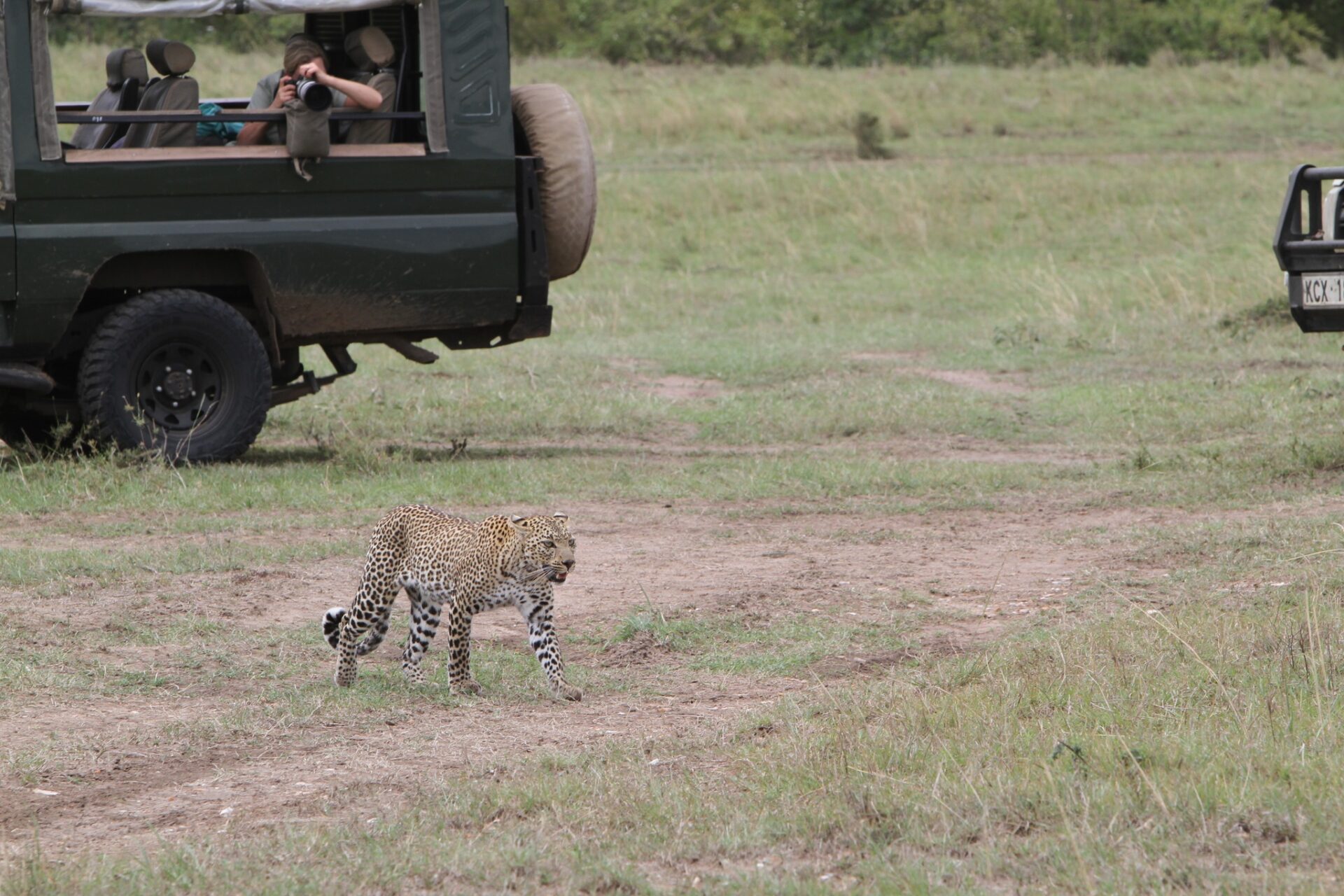 Why Travel with Kip is the Best Tour Agent in East Africa for Your Dream Safari Planning the Perfect East African Safari: Why Expertise Matters