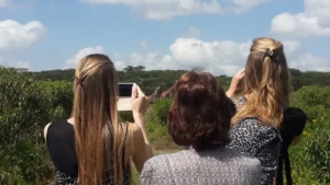 Choosing the Right Kenyan Tour Operator Agency Planning a Kenya safari or East Africa safari tour is an exciting adventure that promises breathtaking wildlife, stunning landscapes, and unforgettable memories. However, the success of your trip largely depends on one crucial decision: choosing the right Kenyan tour operator.