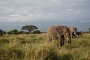 Why Amboseli National Park is the Crown Jewel of Kenyan Safaris | Kip Travels Guide Picture this: a herd of majestic elephants moving gracefully across golden savannah grasslands, their silhouettes framed against the snow-capped peak of Mount Kilimanjaro rising majestically in the background. This isn't a scene from a nature documentary—this is the everyday magic of Amboseli National Park, Kenya's most photogenic wildlife sanctuary and an essential destination for any safari enthusiast.