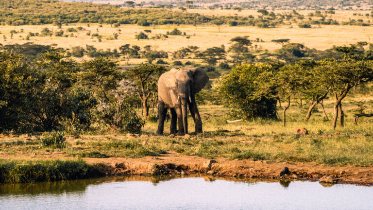 asilia_camp-lodges_naboisho_camp-carousel-2 Beyond the Mara: Discover the Exclusive Wilderness of Naboisho Conservancy with Kip Travels When most travelers dream of Kenya, they envision the sweeping plains of the Maasai Mara teeming with wildlife. But what if you could experience that same breathtaking wilderness without the crowds, with greater freedom to explore, and knowing that your visit directly uplifts the communities who call this land home? Welcome to Naboisho Conservancy—and welcome to the Kip Travels difference.