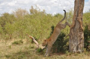 Travel with Kip offers the best Maasai Mara National Reserve tours. Expert Maasai guides, luxury safaris, fly-in packages & unforgettable wildlife experiences. Start planning today!
